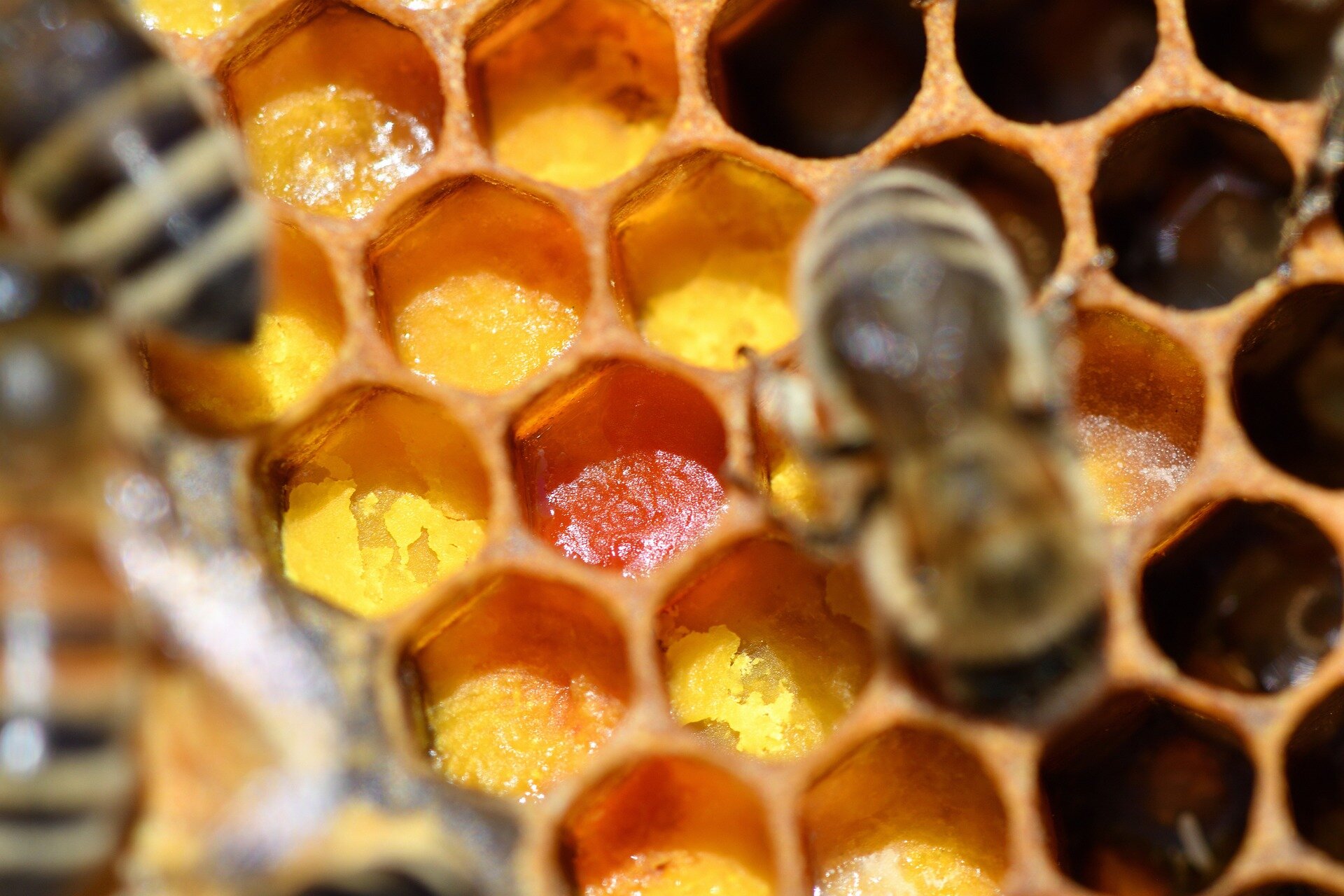 Drogas antimicrobianas naturais encontradas no pólen podem ajudar a proteger as colônias de abelhas contra a infecção