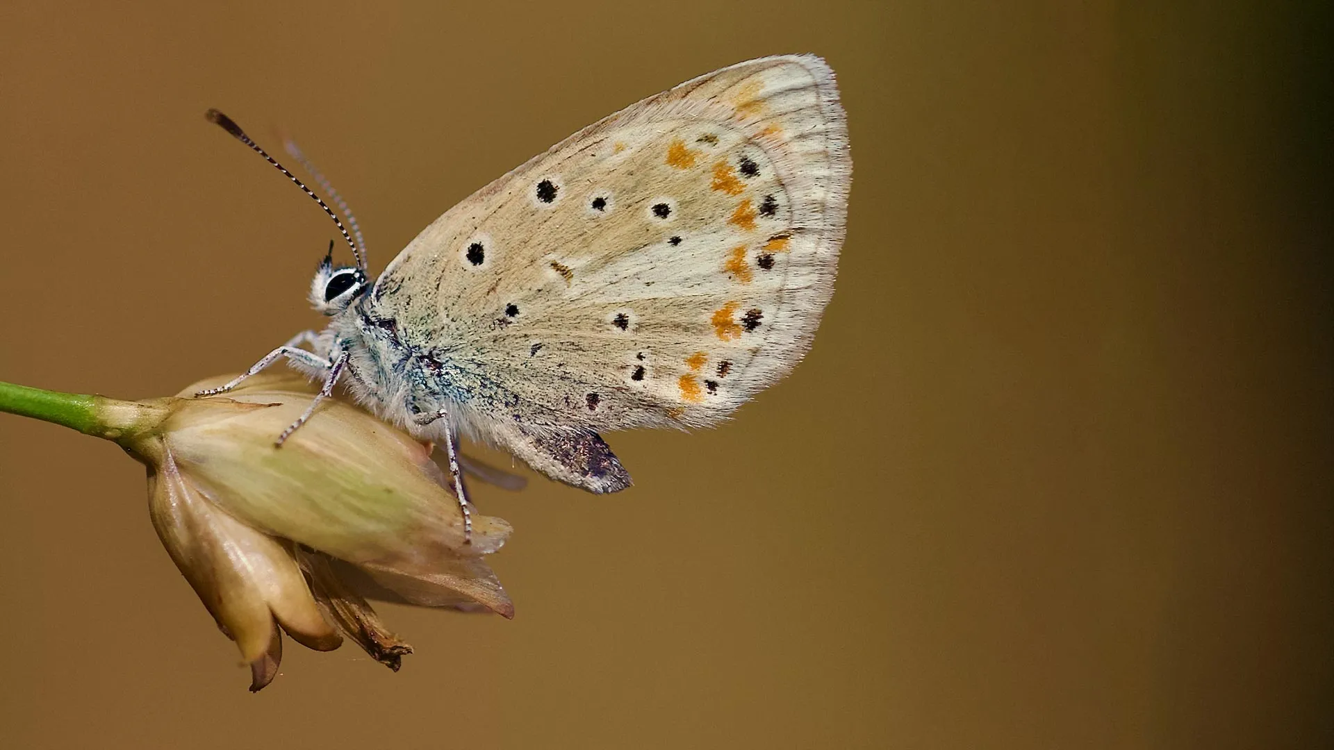 Esta pequena borboleta tem mais cromossomos de qualquer animal na terra