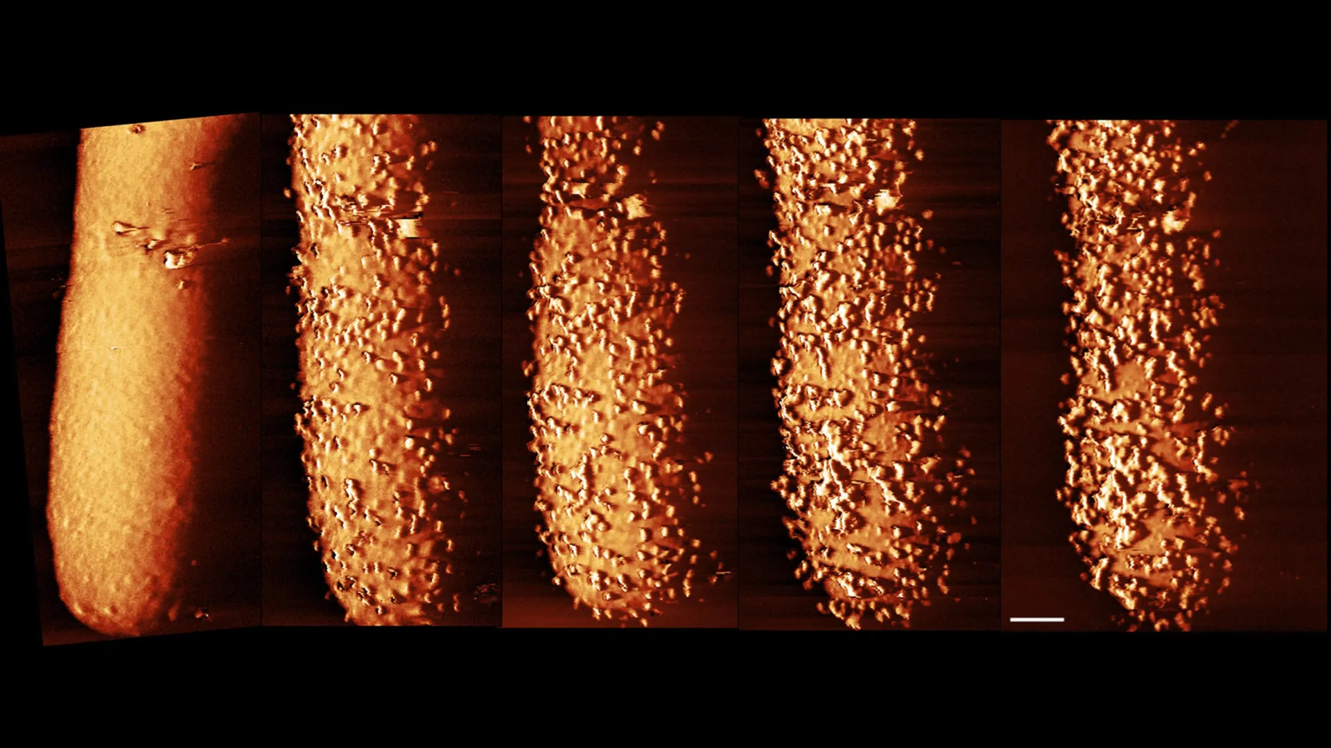 Imagens impressionantes revelam como os antibióticos quebram as defesas bacterianas
