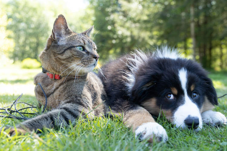O casal recém -casado procura se divorciar porque seus animais de estimação não estão se dando bem