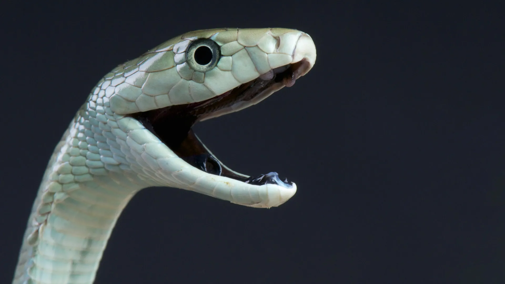Veneno preto mamba tem um segundo ataque mortal