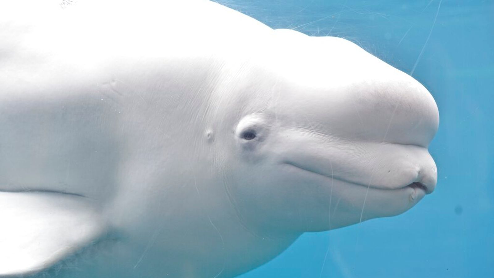 Beluga whales are famed for the pale skin and bulbous foreheads. File pic: AP