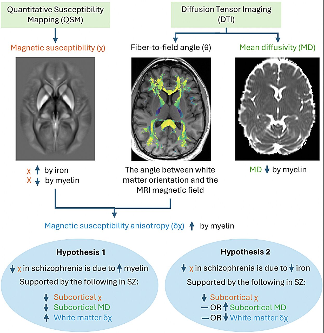 A esquizofrenia está ligada a déficits de ferro e mielina no cérebro, segundo estudo de neuroimagem