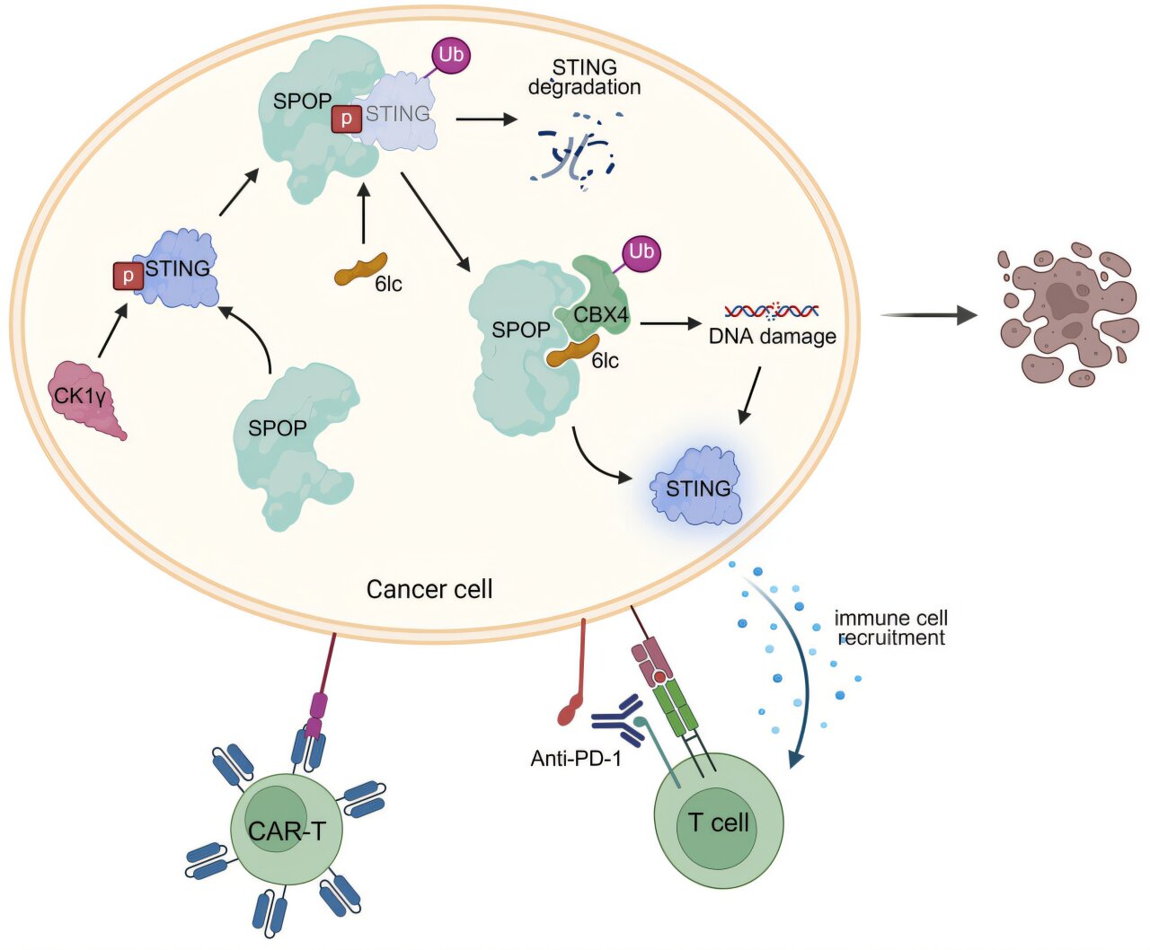 A inibição de uma proteína problemática ajuda as imunoterapias e a terapia com células T CAR a combater o melanoma de forma mais eficaz
