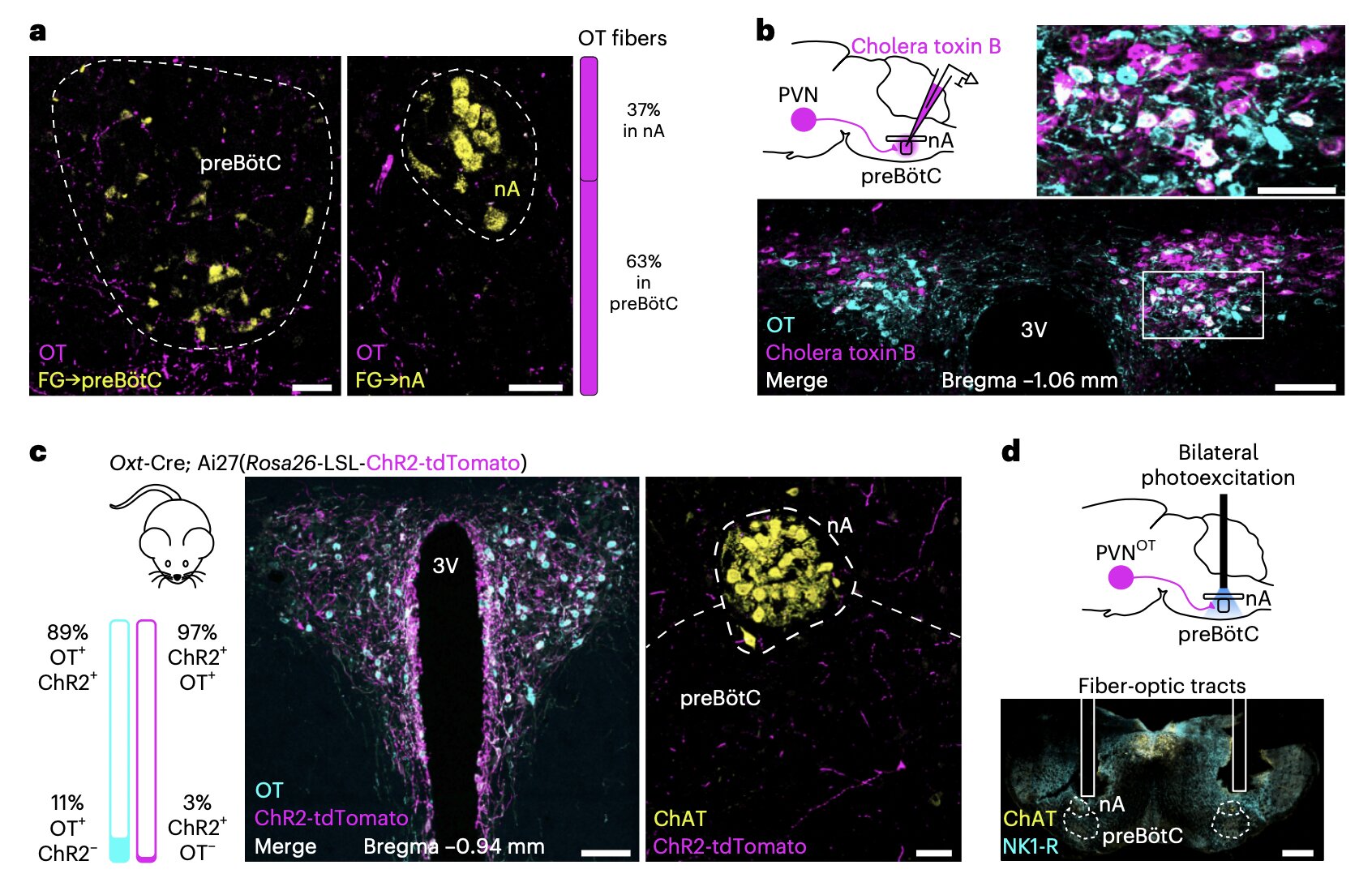 A oxitocina ajuda a sincronizar os batimentos cardíacos e a respiração, sugere uma via neural recentemente descoberta