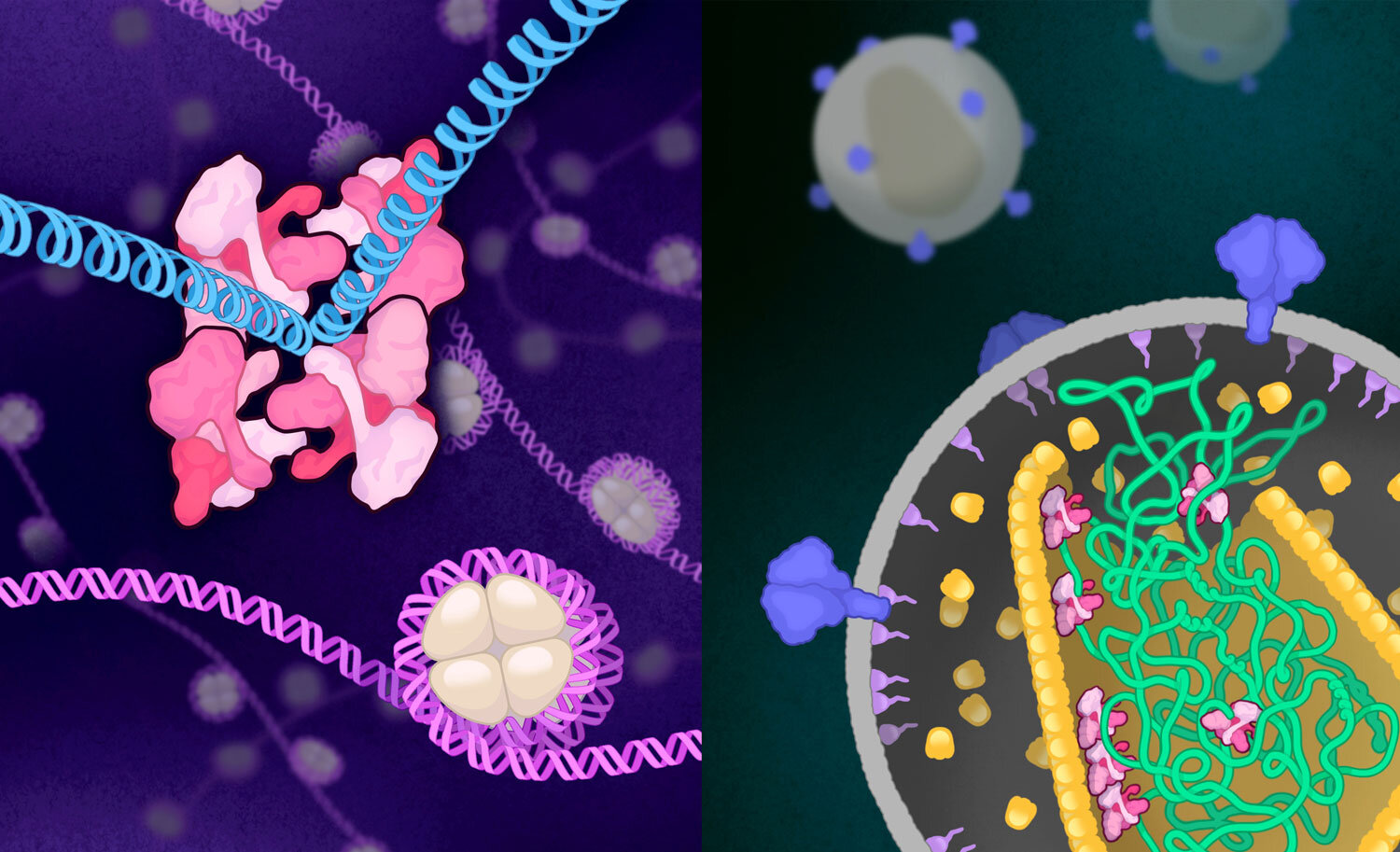 A proteína que muda de forma do HIV revela pistas para um design de medicamentos mais inteligente