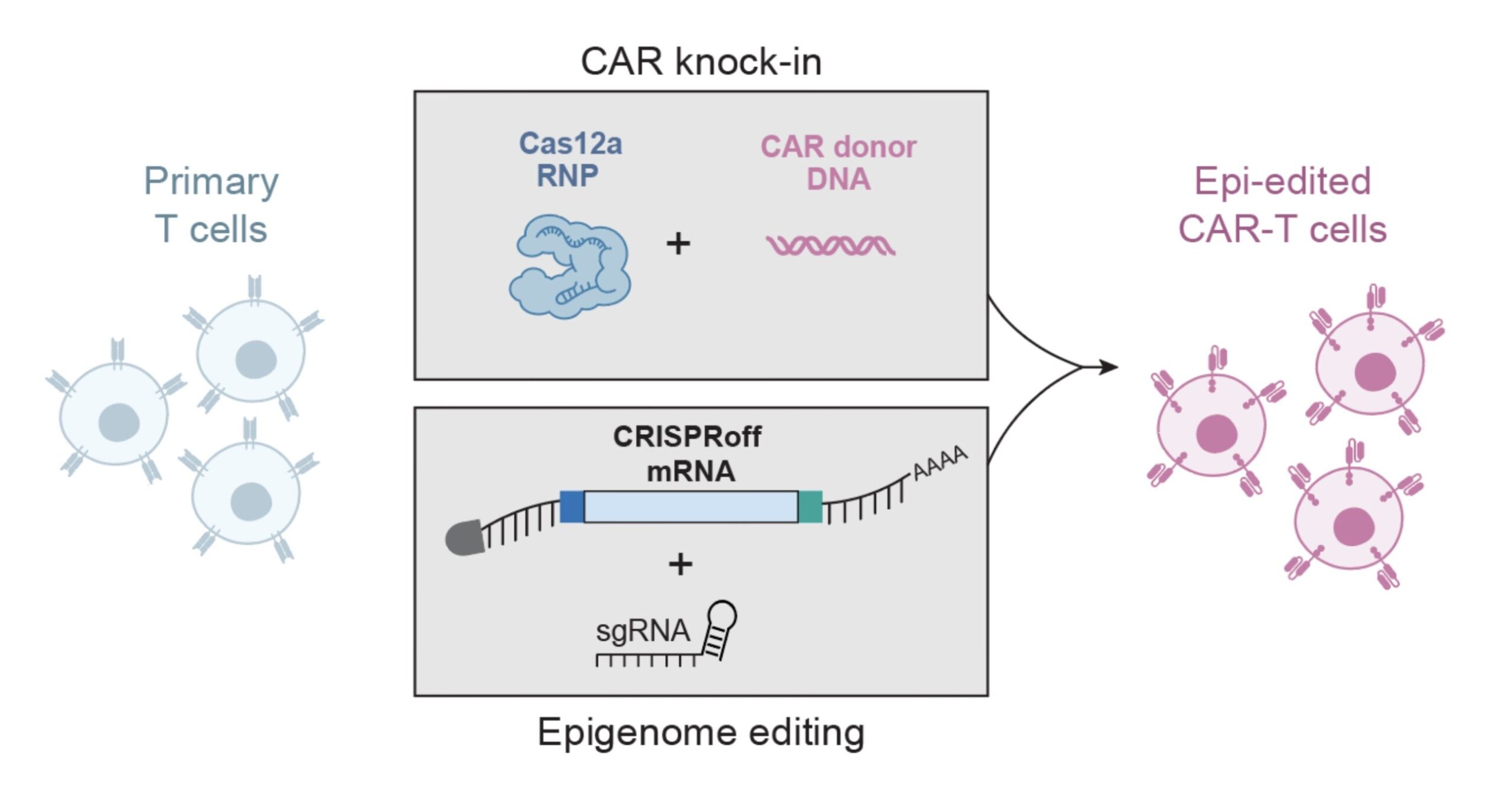A reprogramação epigenética modifica com segurança vários genes em células T simultaneamente para terapias CAR-T