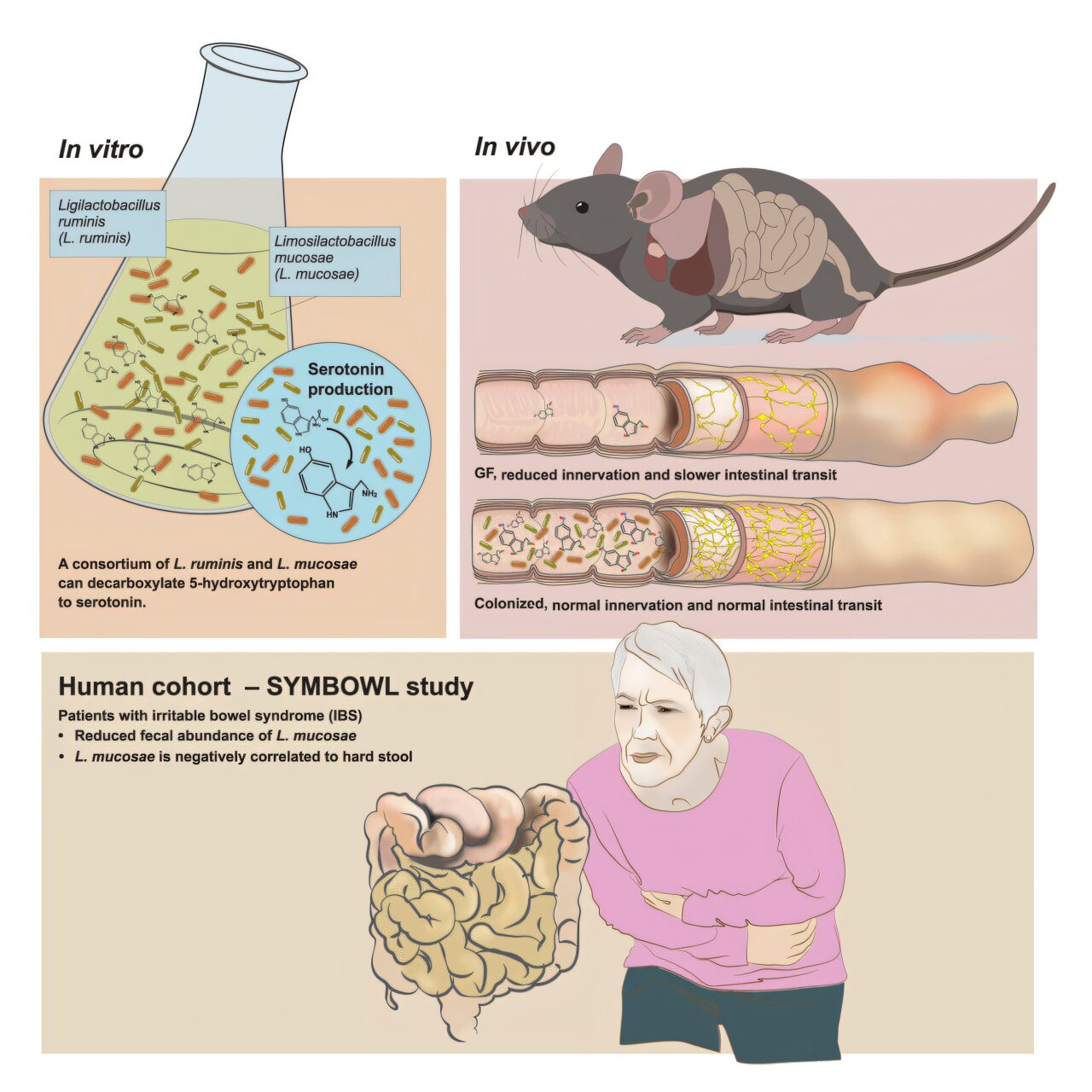 A serotonina produzida por bactérias intestinais oferece esperança para um novo tratamento para SII