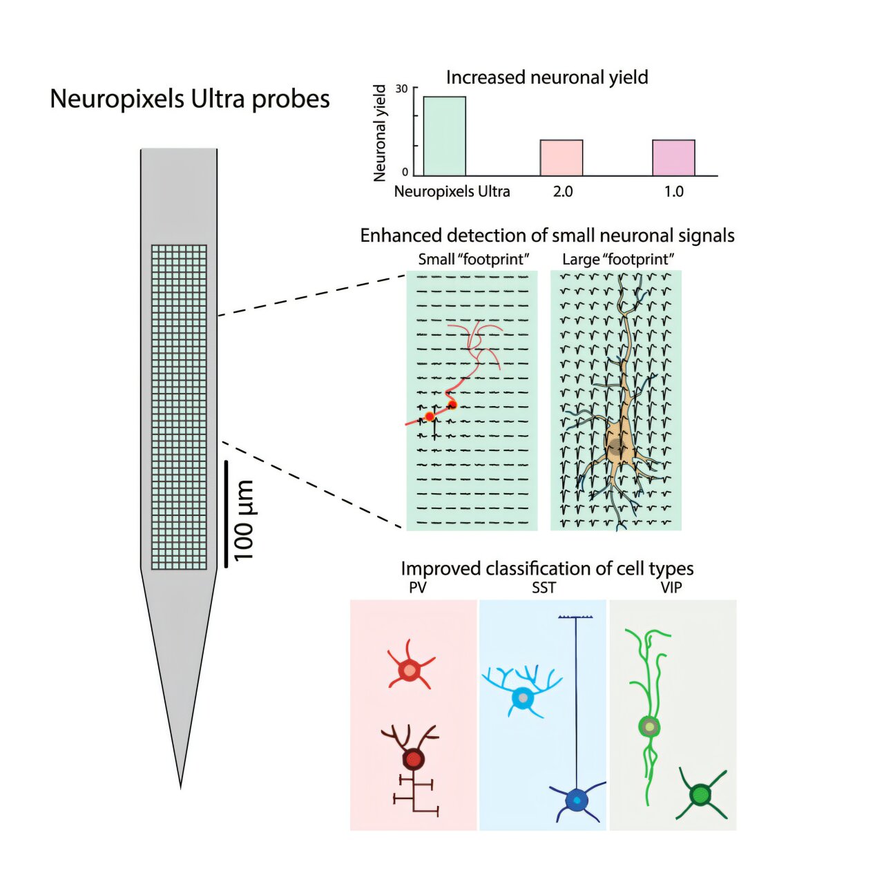 A sonda cerebral de alta densidade revela padrões elétricos distintos de tipos de células durante o comportamento