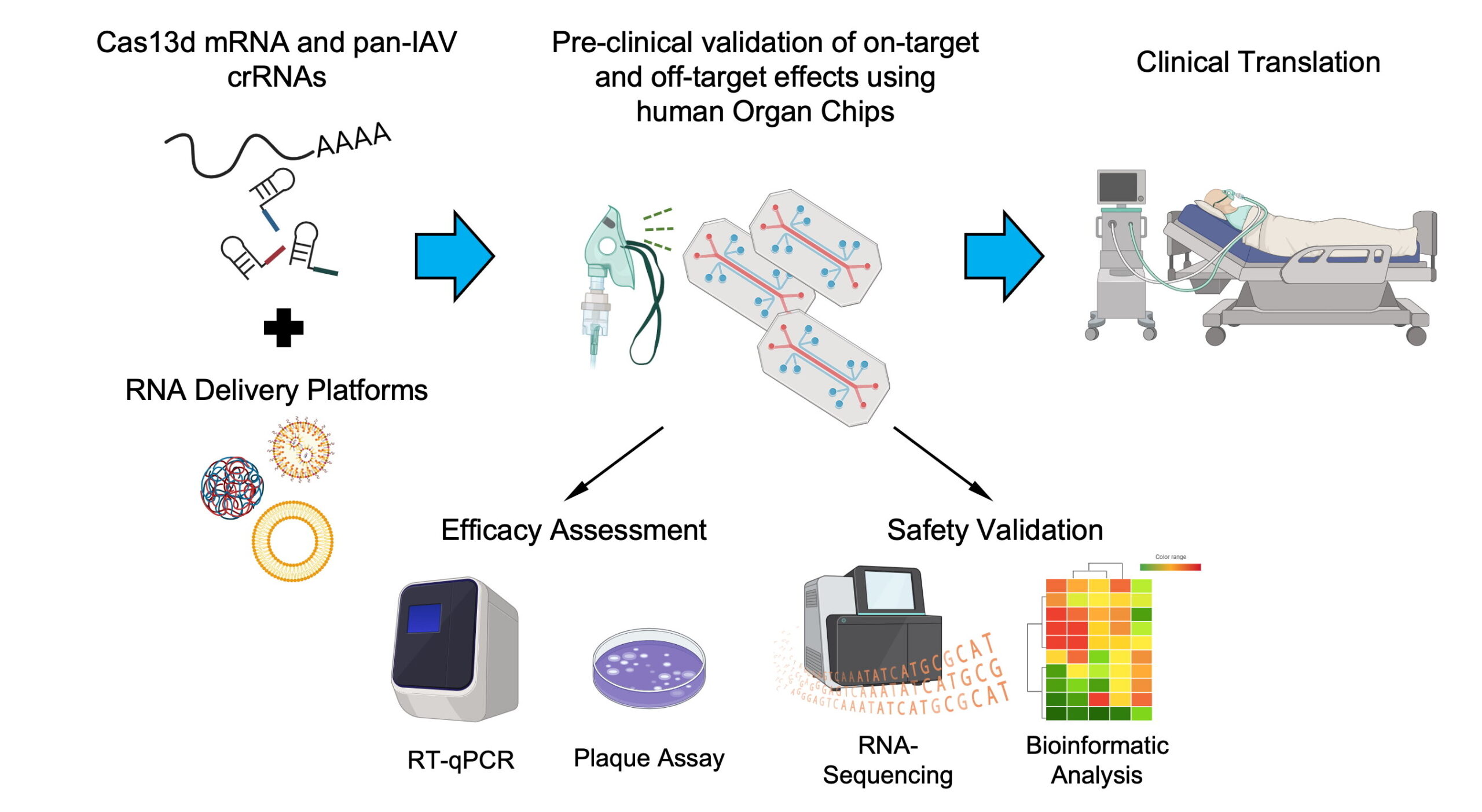 A tecnologia de chips de órgãos humanos prepara o terreno para terapias de RNA CRISPR pan-influenza A