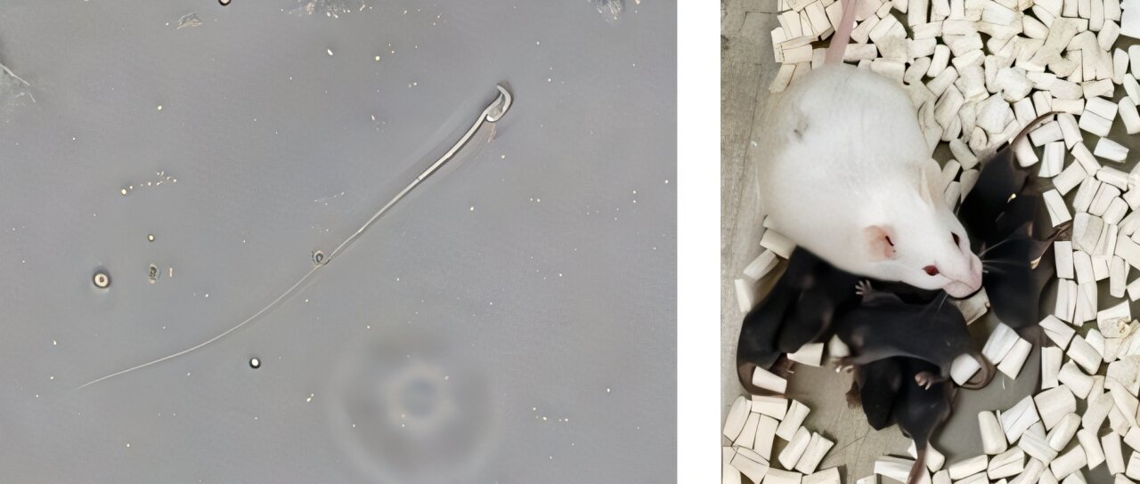 A terapia com mRNA restaura a produção de espermatozoides e a fertilidade em camundongos