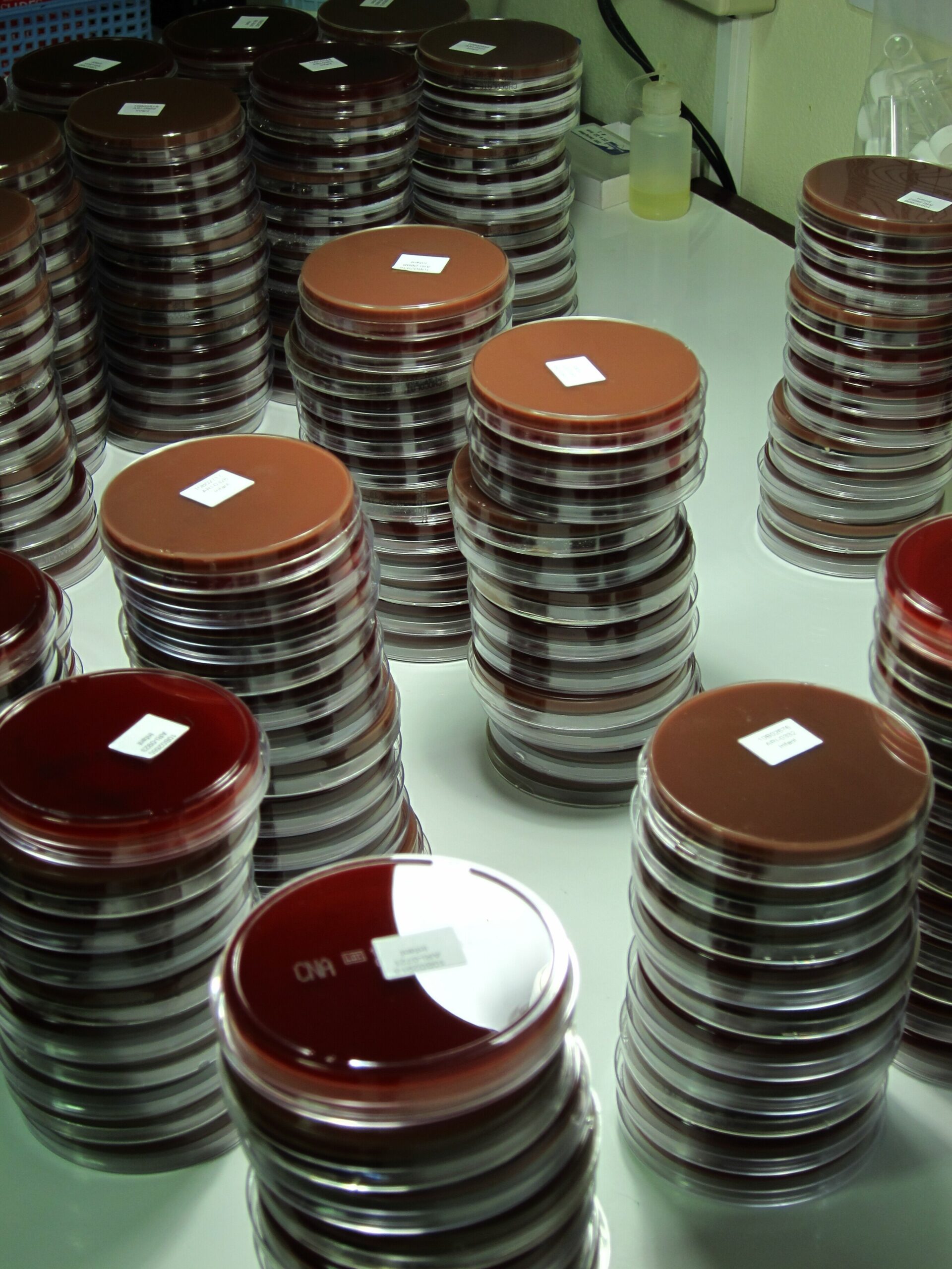 Abrindo a porta para uma vacina para múltiplas infecções infantis