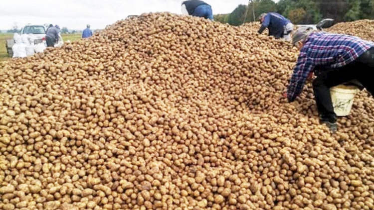 Agricultor tem 150 toneladas de batatas roubadas após postagem nas redes sociais alegar que ele as estava doando