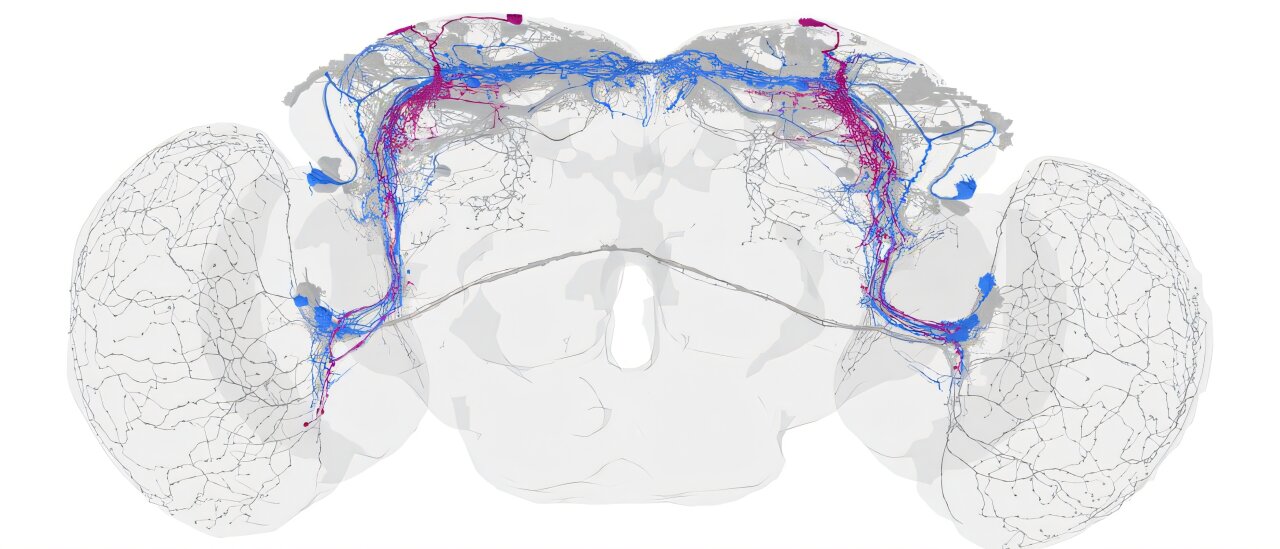 Apenas quatro neurônios mantêm as moscas da fruta dentro do cronograma, segundo estudo