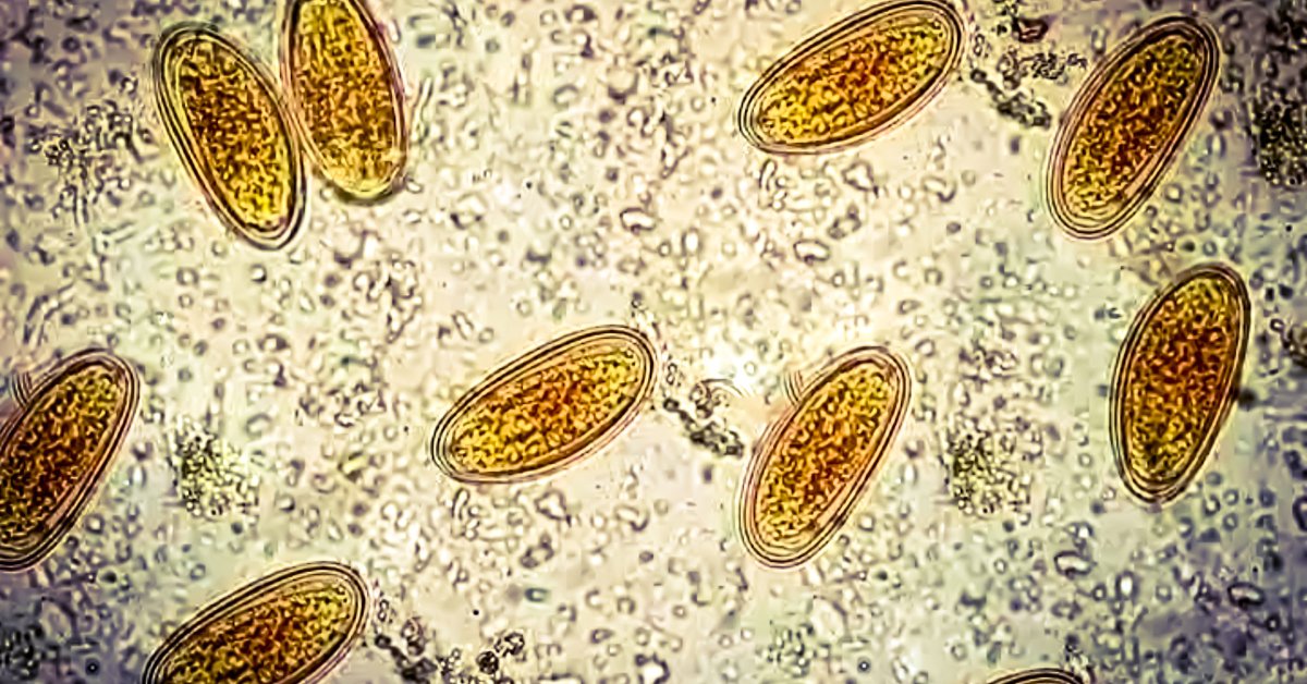 As histórias contadas pelo DNA em cocô antigo