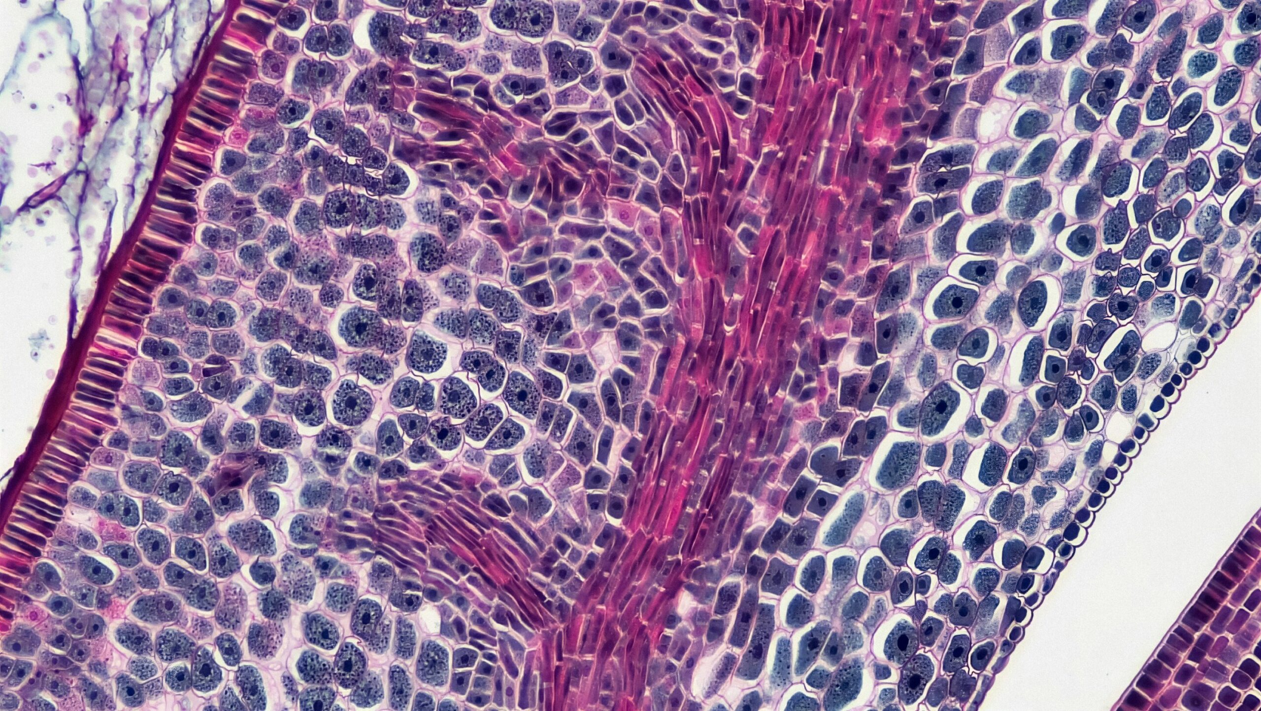 As vesículas induzidas pelo exercício ajudam a proteger as células pancreáticas e a prevenir a diabetes