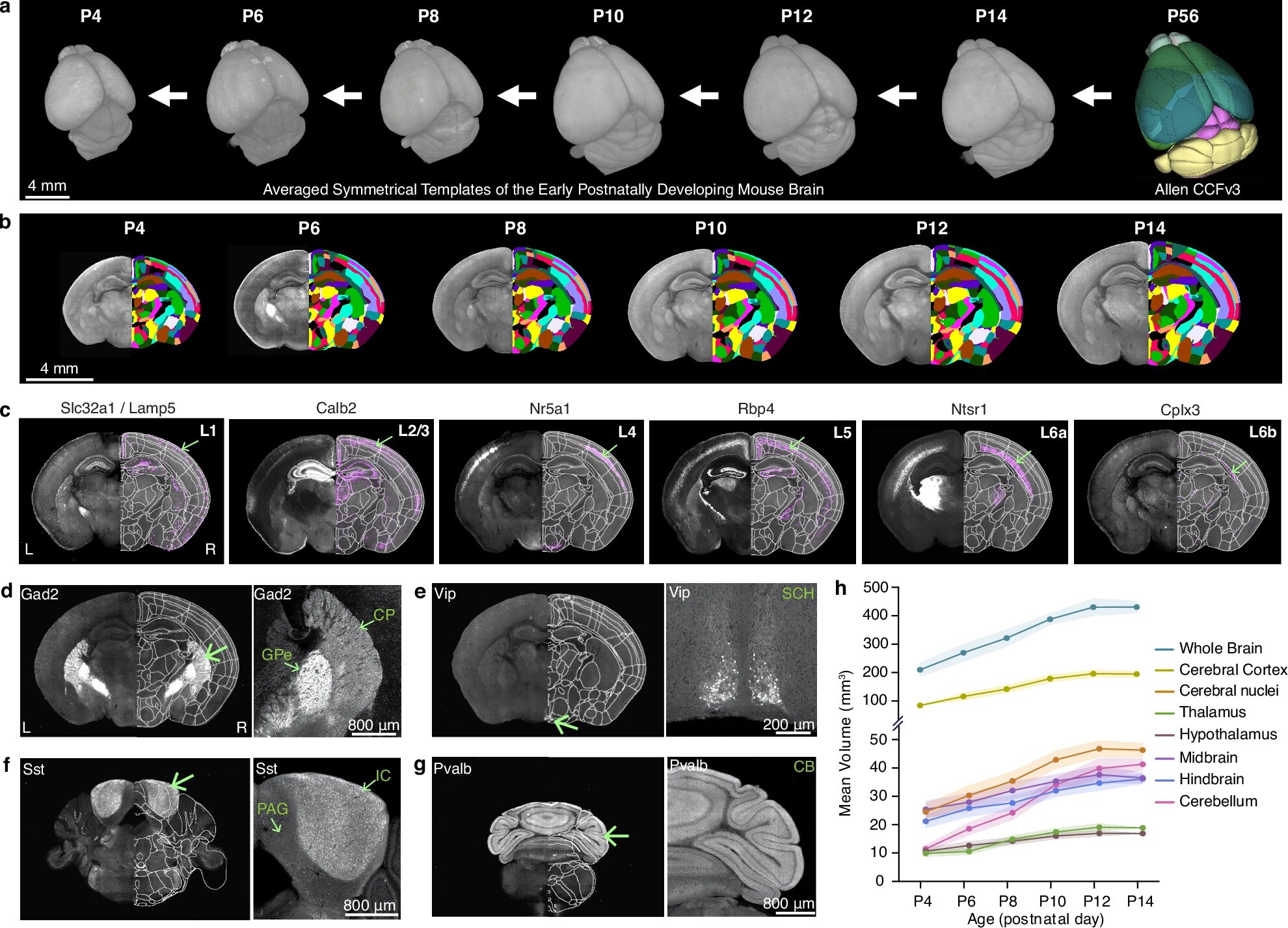 Atlas detalhado do crescimento cerebral em ratos oferece insights sobre o desenvolvimento do cérebro