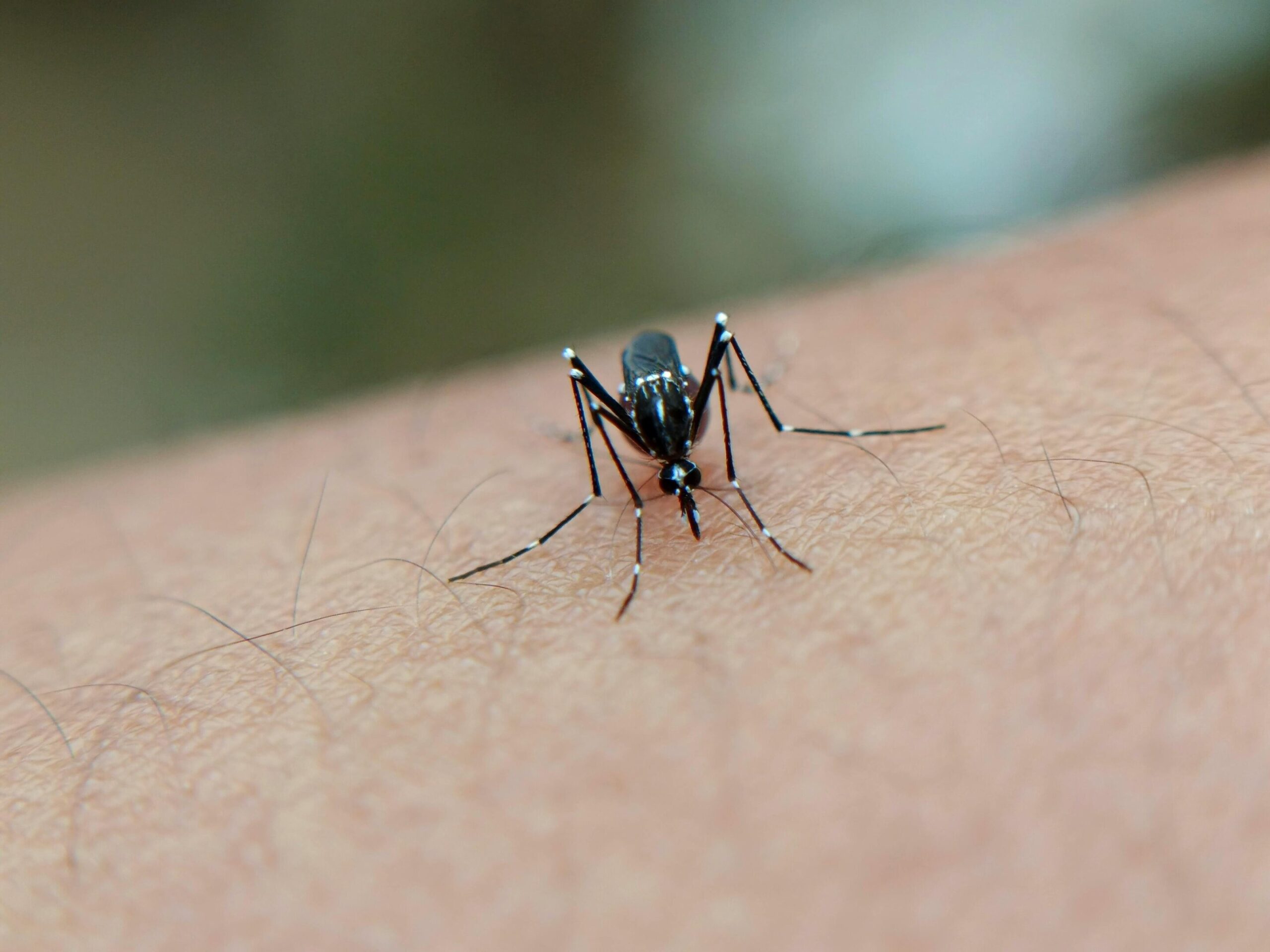 Autoridades de saúde de Nova York confirmam o primeiro caso de vírus chikungunya adquirido localmente no estado