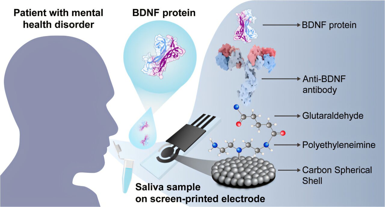 Biossensor de baixo custo identifica proteína ligada à depressão e esquizofrenia na saliva
