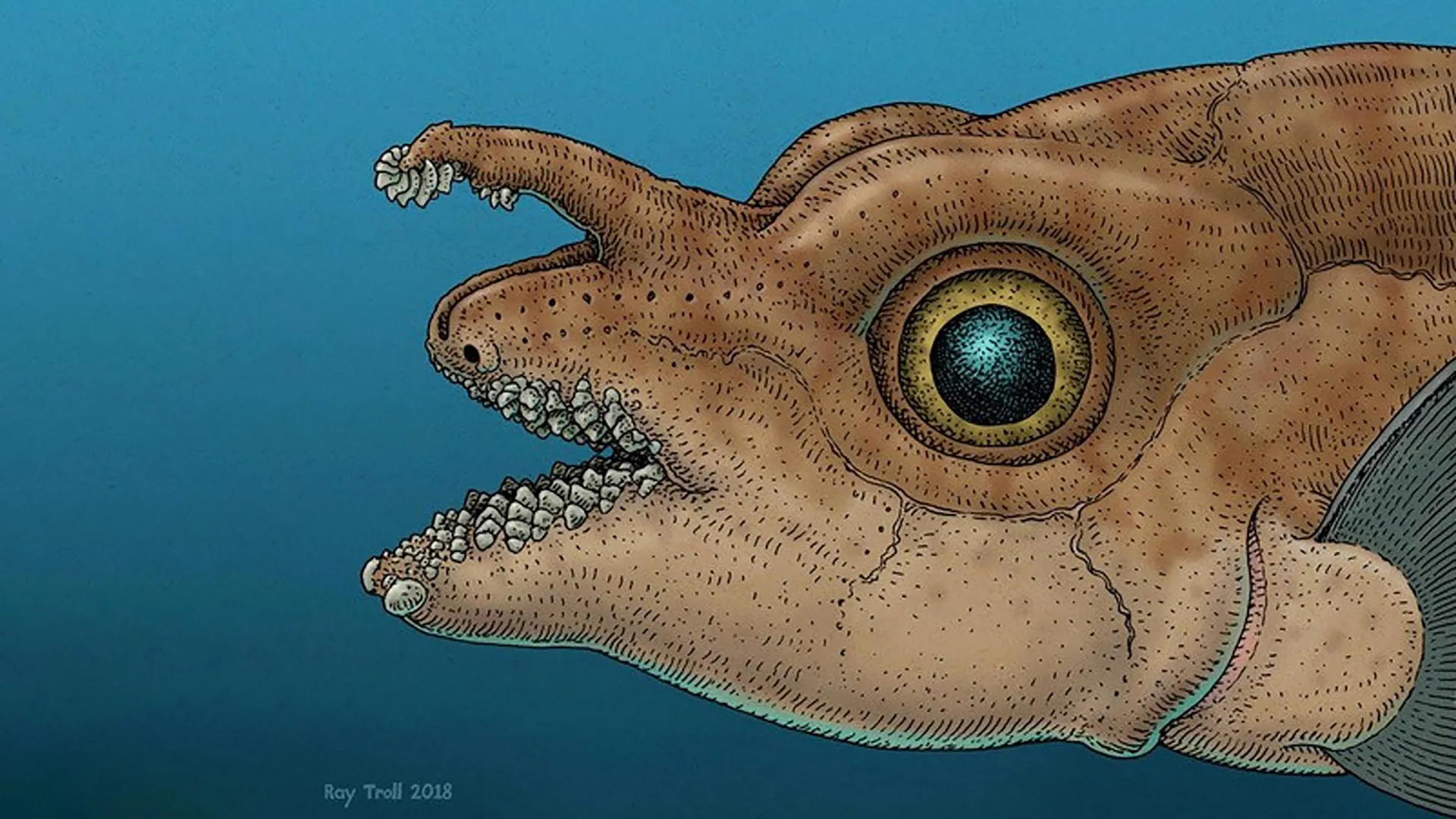 Cientistas acabam de encontrar dentes reais crescendo na cabeça de um peixe