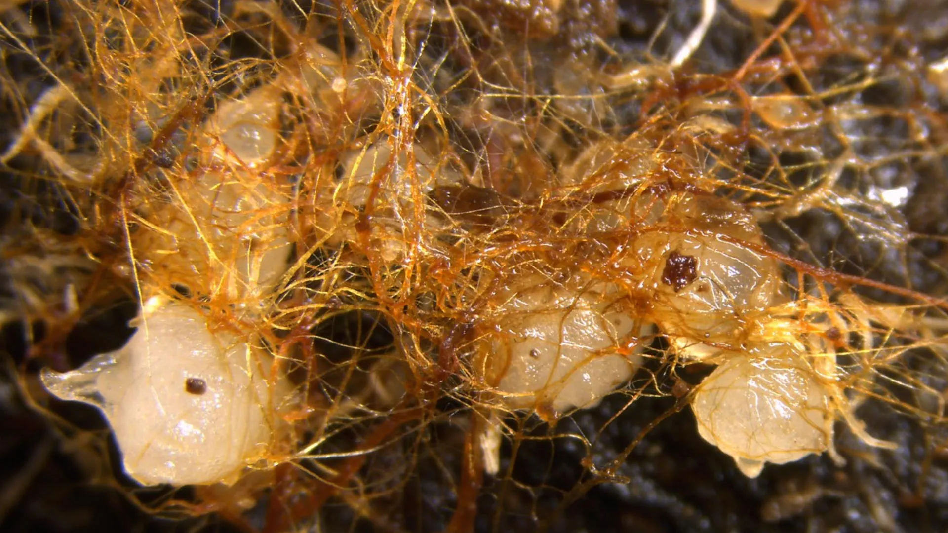 Cientistas descobrem orquídeas brotando de madeira em decomposição