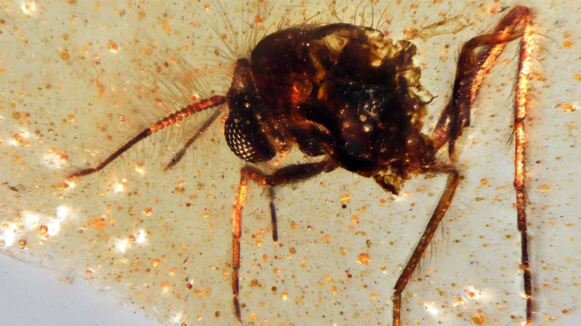 Cientistas desenterram uma cápsula do tempo de 112 milhões de anos cheia de insetos antigos