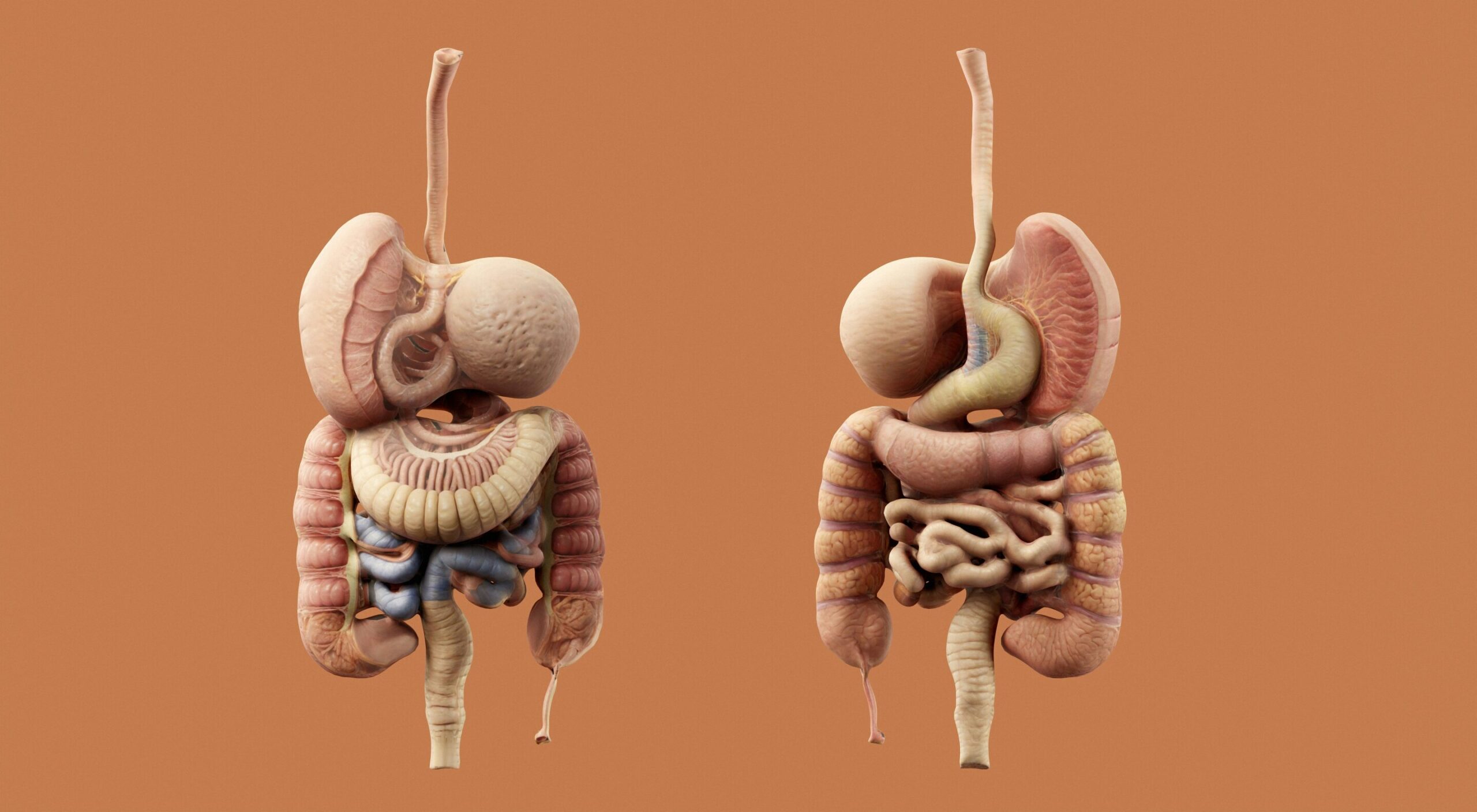 Cientistas desenvolvem uma maneira de rastrear bactérias doadoras após transplantes de microbiota fecal