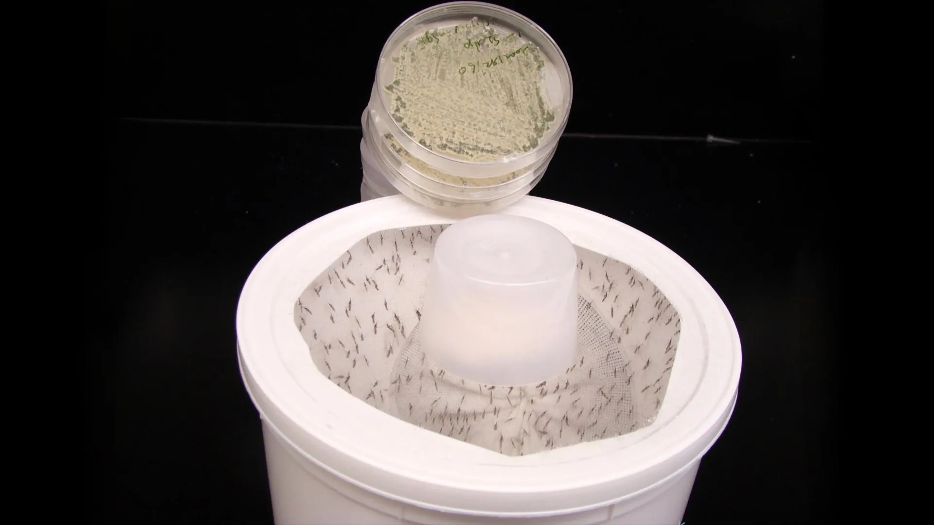 Cientistas transformam fragrância de flores em matador de mosquitos