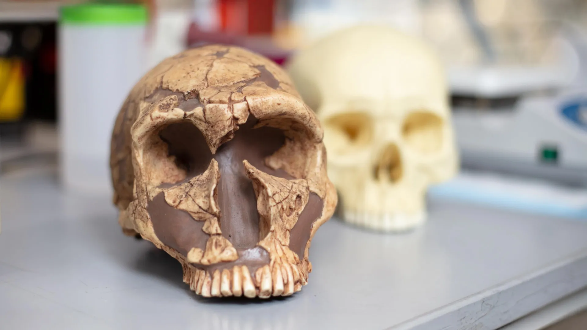 Do veneno ao poder: como a exposição ao chumbo ajudou a moldar a inteligência humana