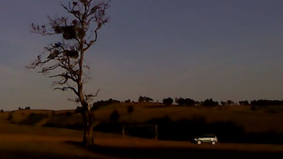 'Dry Leaf' film still