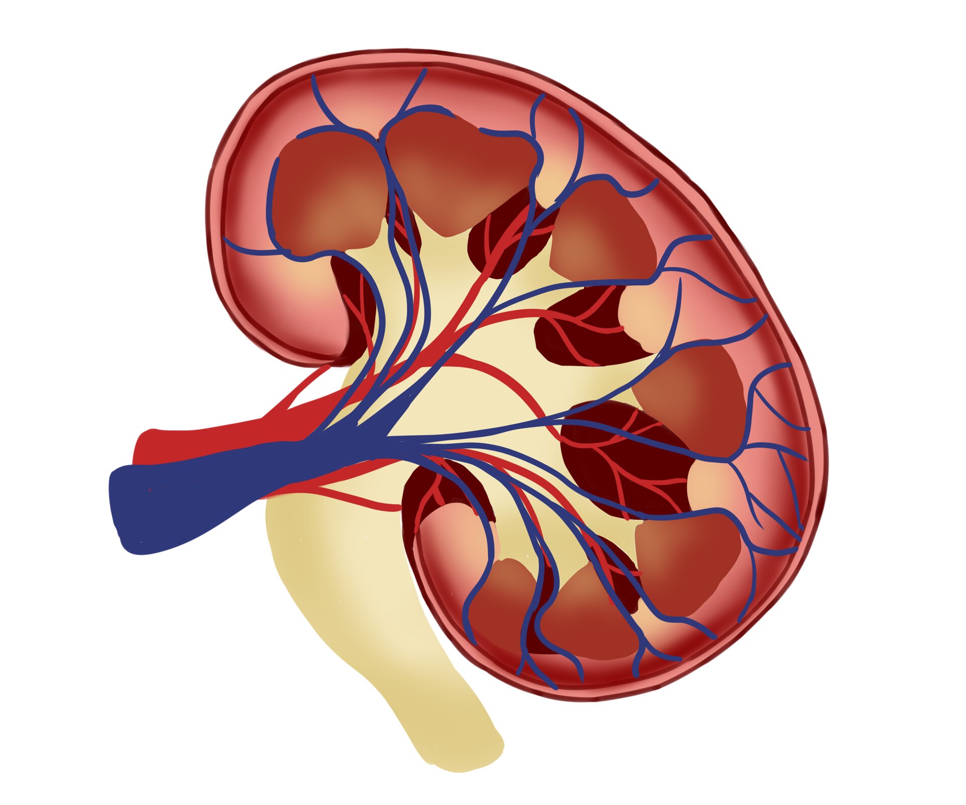 Explorando a saúde renal em idosos através das lentes da multimorbidade