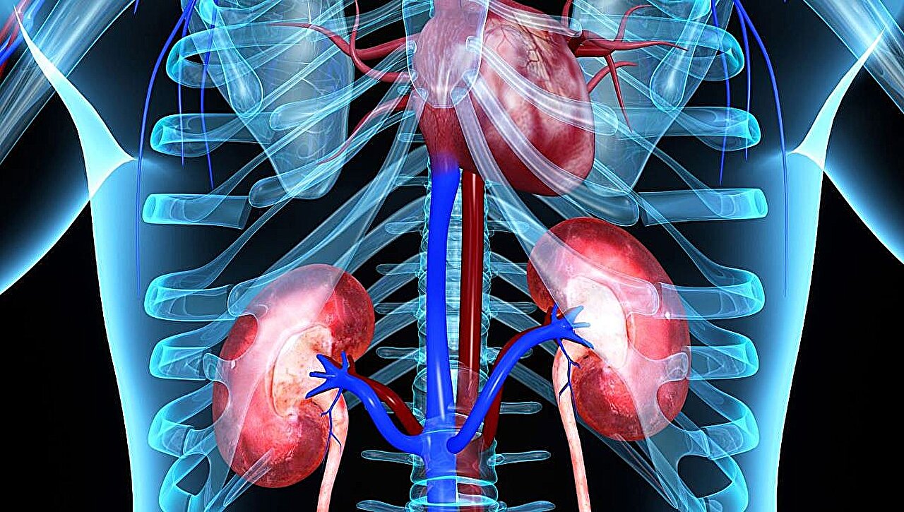 Exposição a ftalatos associada a doenças cardiovasculares em pessoas com doença renal crónica