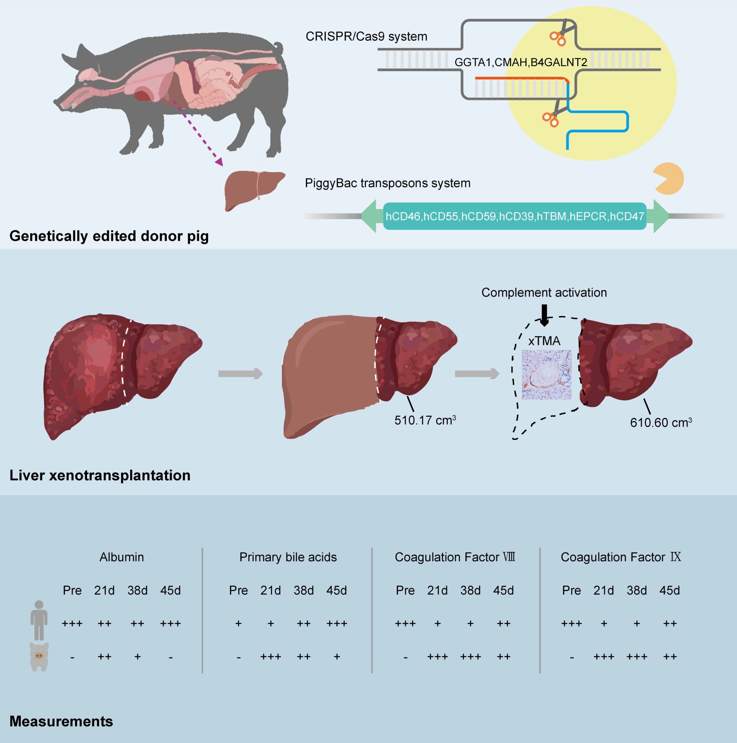 Fígados de porco geneticamente modificados podem apoiar funções hepáticas importantes em humanos, mostra estudo de xenotransplante