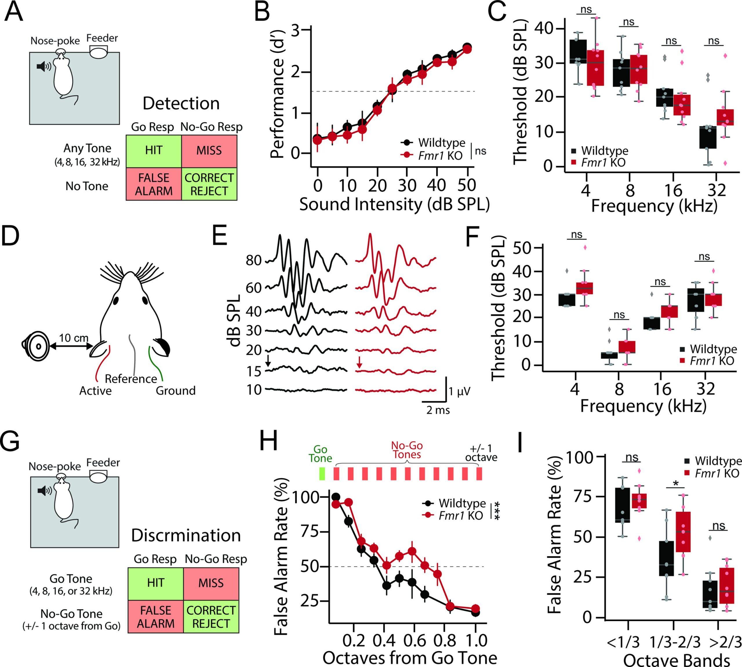 Hiperatividade neuronal e sintonia mais ampla ligada ao processamento sonoro alterado em ratos modelo de autismo
