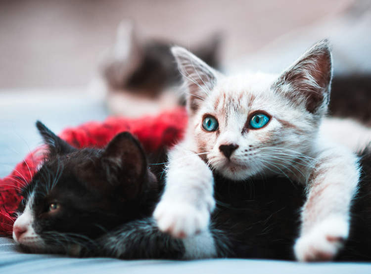 Homem concorda em pagar “apoio para gatos” por até 10 anos após o divórcio