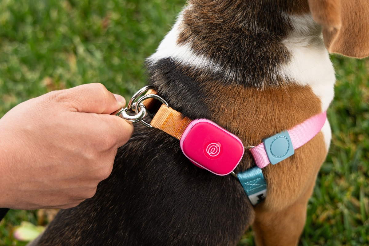 Life360 se aventura na tecnologia para animais de estimação com o lançamento de um novo rastreador GPS