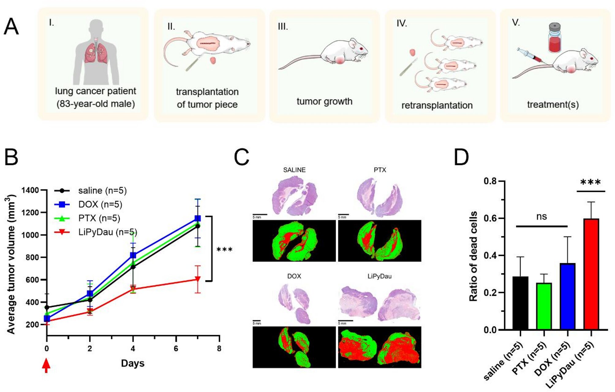 Medicamento experimental contra o câncer mostra potencial excepcional no combate a tumores