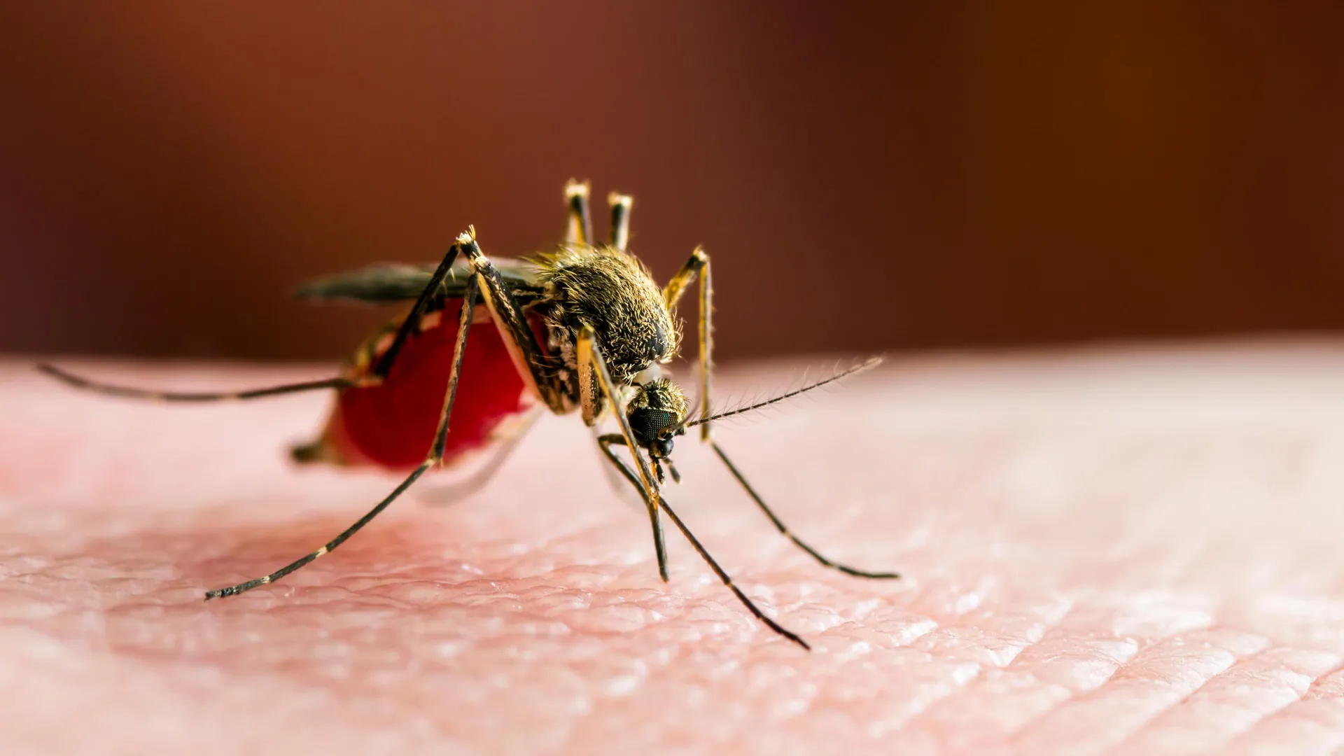 Milhares adoecem enquanto a febre do mosquito explode no sul da China