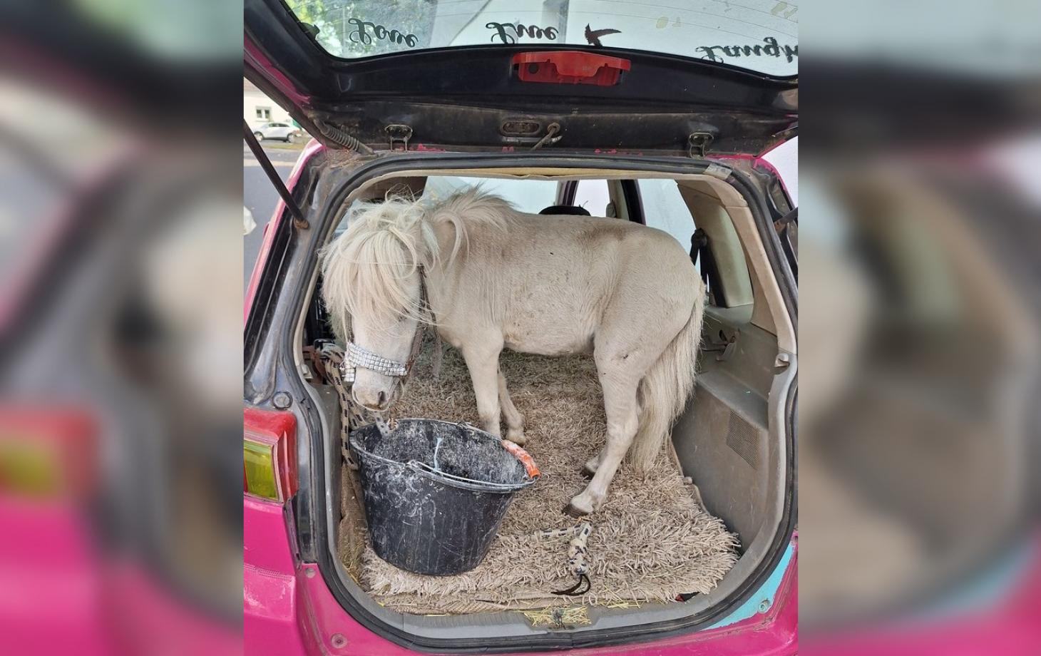 Mulher pega transportando pônei no banco de trás do carro se recusa a pagar bem