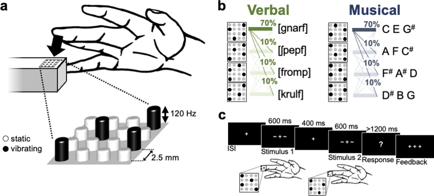 Neurocientistas mostram que palavras faladas podem aguçar o sentido do tato de uma forma que a música não consegue