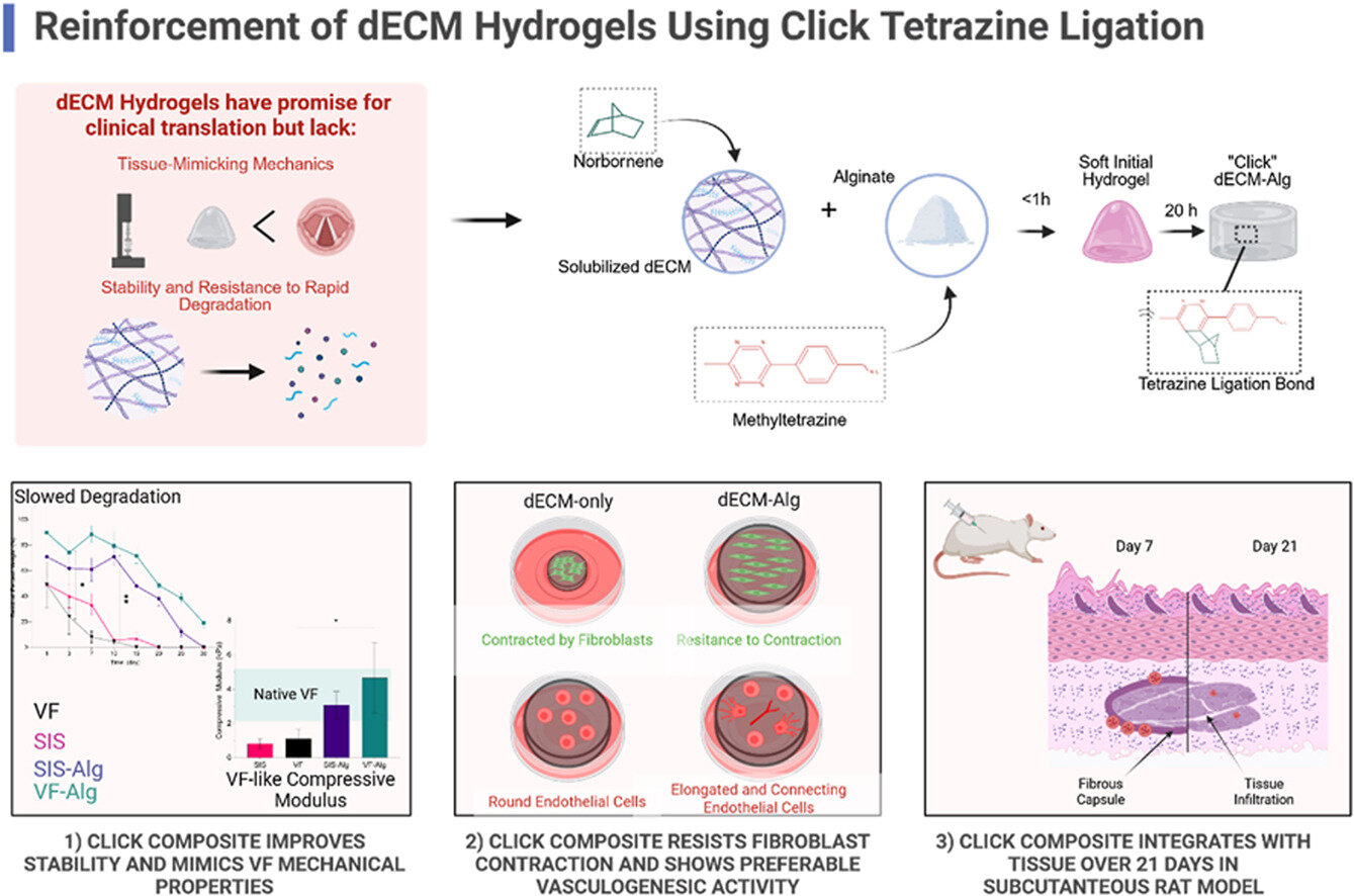Novo gel injetável mostra-se promissor no tratamento da perda de voz