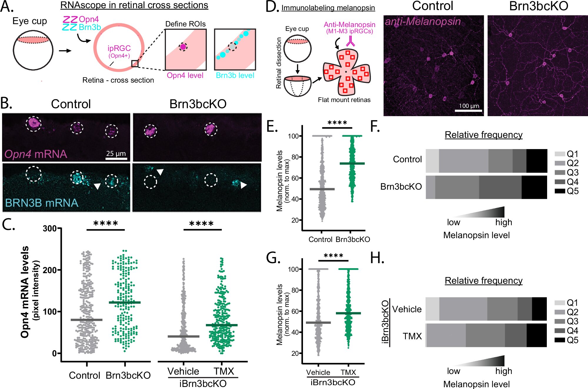 Novos mecanismos moleculares moldam a identidade dos neurônios nas células da retina