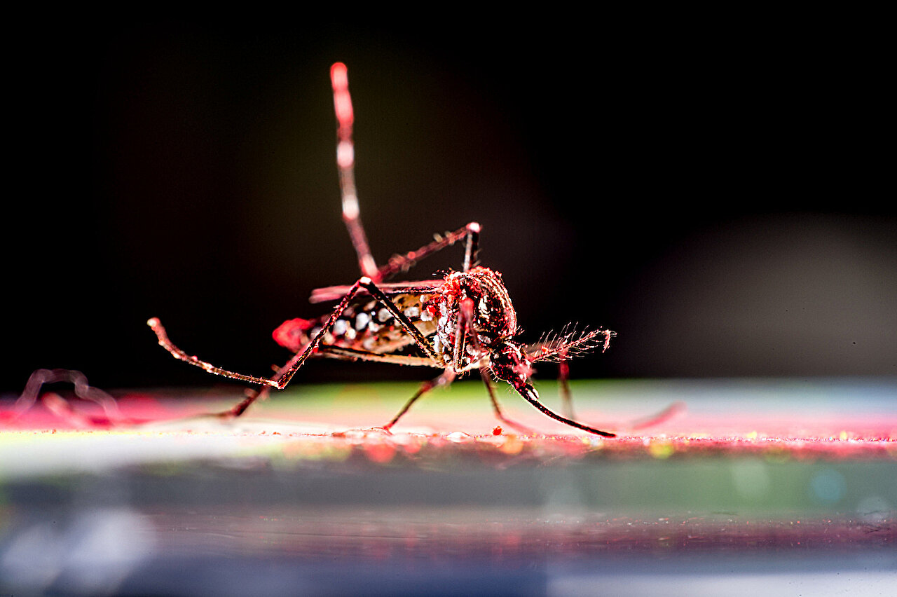 O estudo de 86 surtos de chikungunya revela imprevisibilidade em tamanho e gravidade