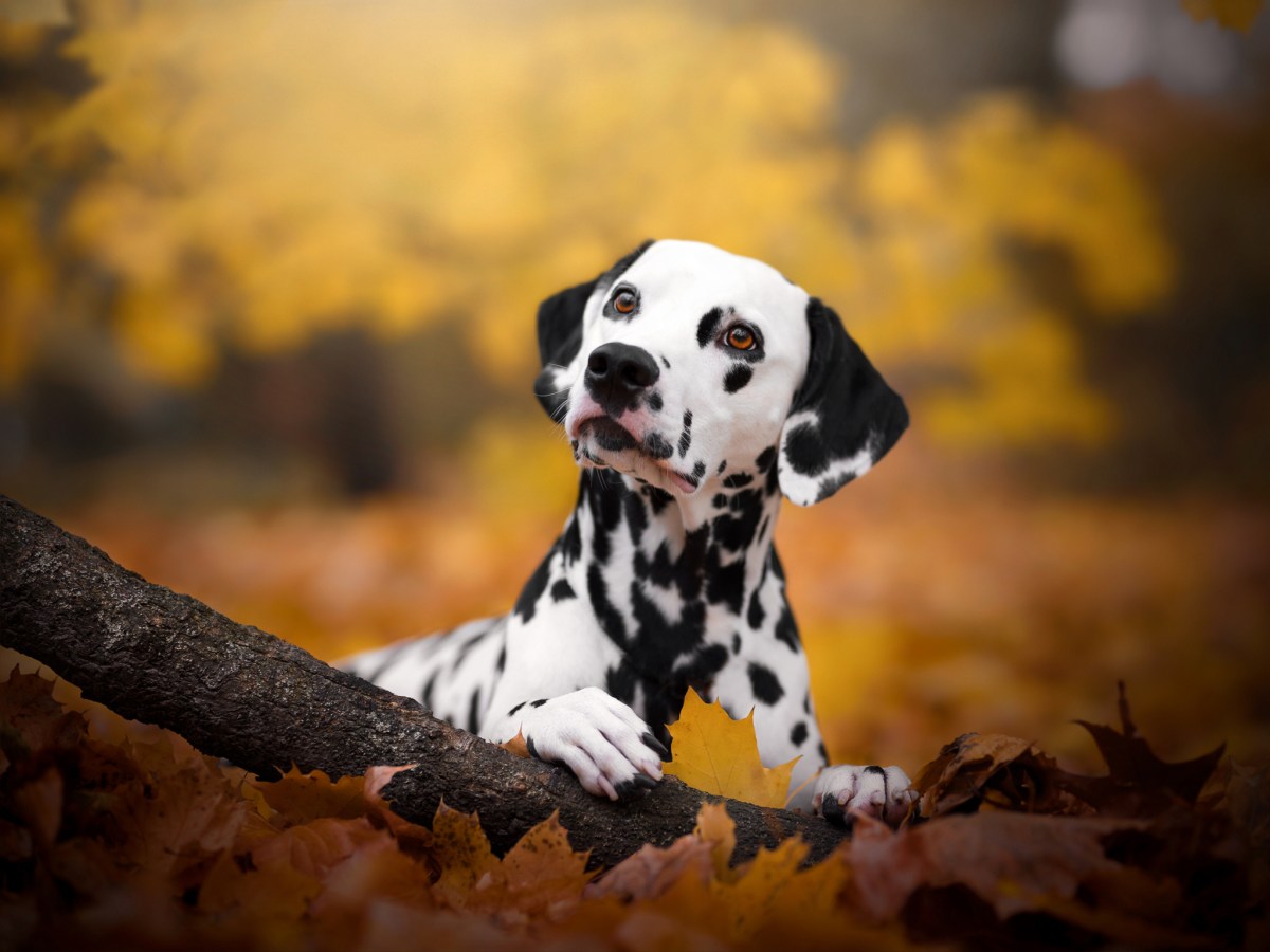 O que é Updog? A nova ferramenta do Datadog informa quais aplicativos estão fora do ar