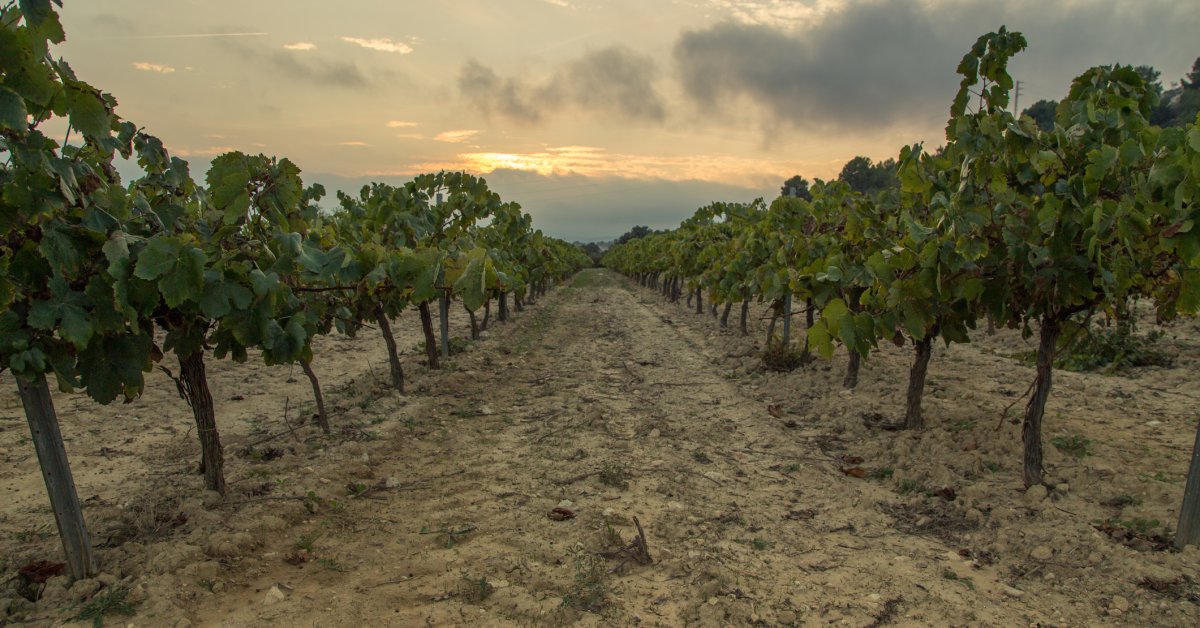 O que o vinho pode nos ensinar sobre a mudança climática