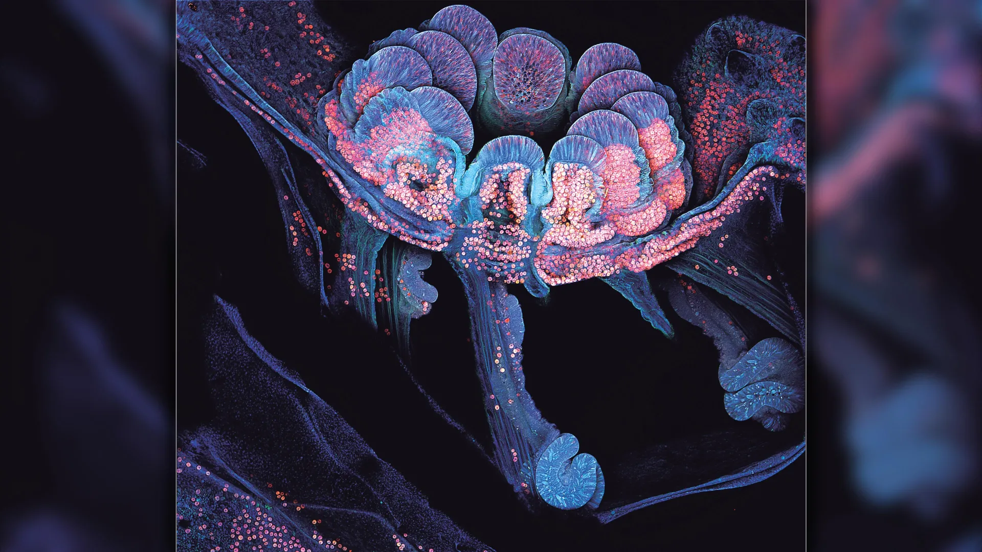 Os cientistas acabaram de descobrir como os corais se reconstroem no recife