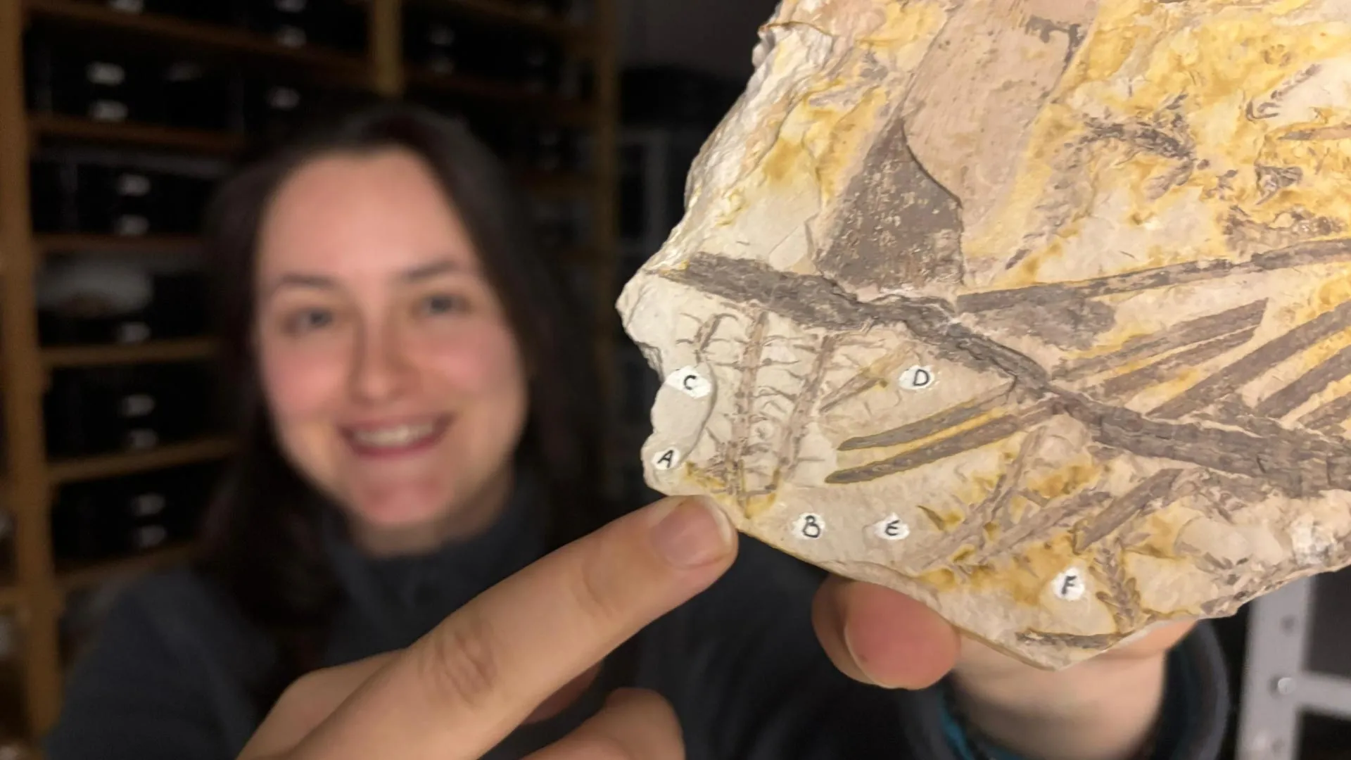 Os cientistas acabaram de encontrar esporos raros dentro de um fóssil mais velho que os dinossauros