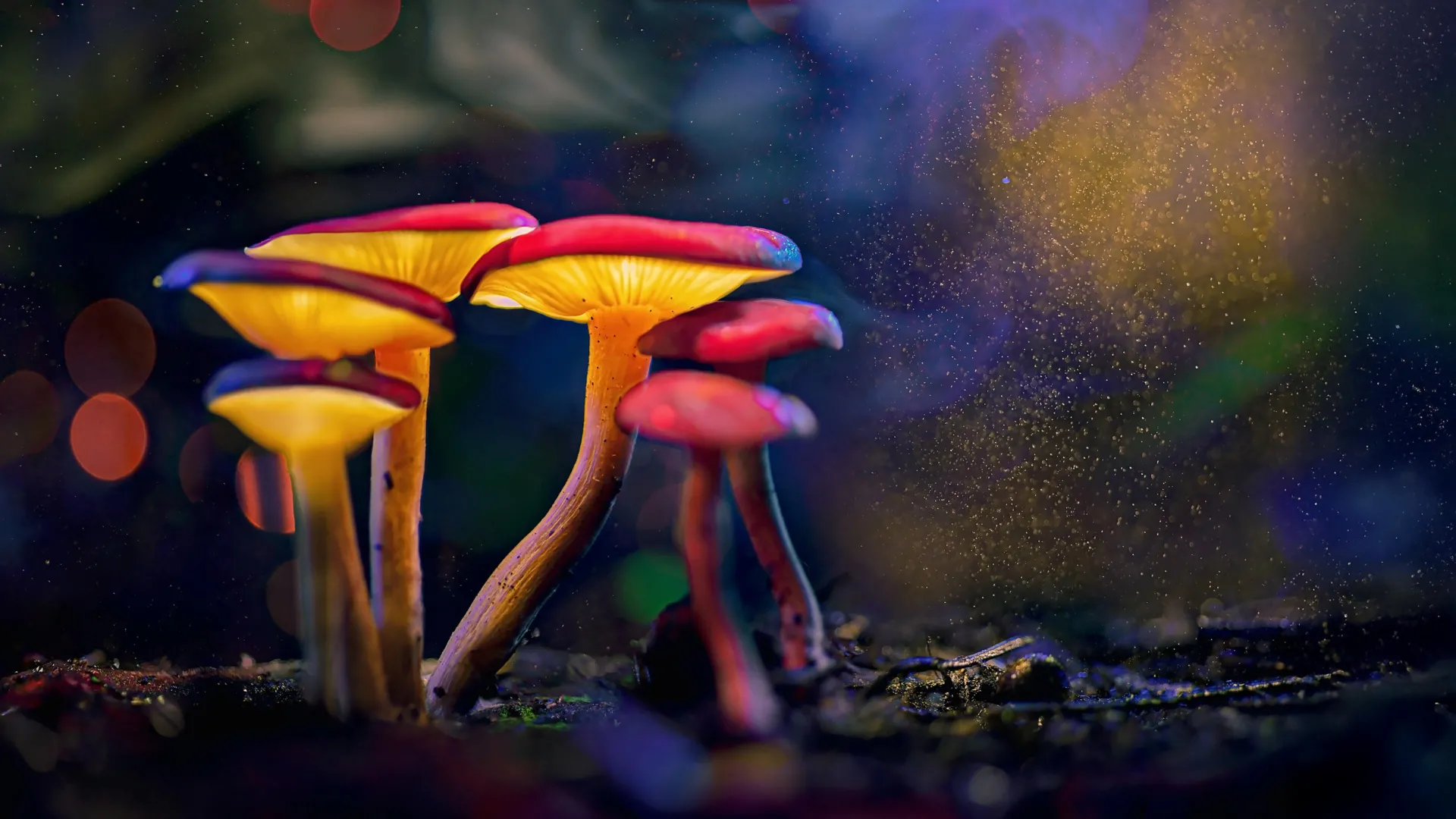 Os cogumelos evoluíram psicodélicos duas vezes, cientistas desconcertantes