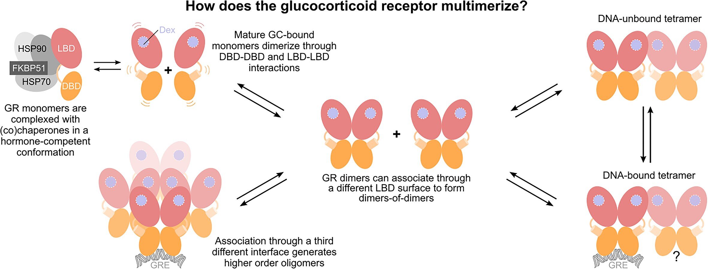 Pesquisadores decifram mecanismo que determina a complexidade do receptor de glicocorticóide
