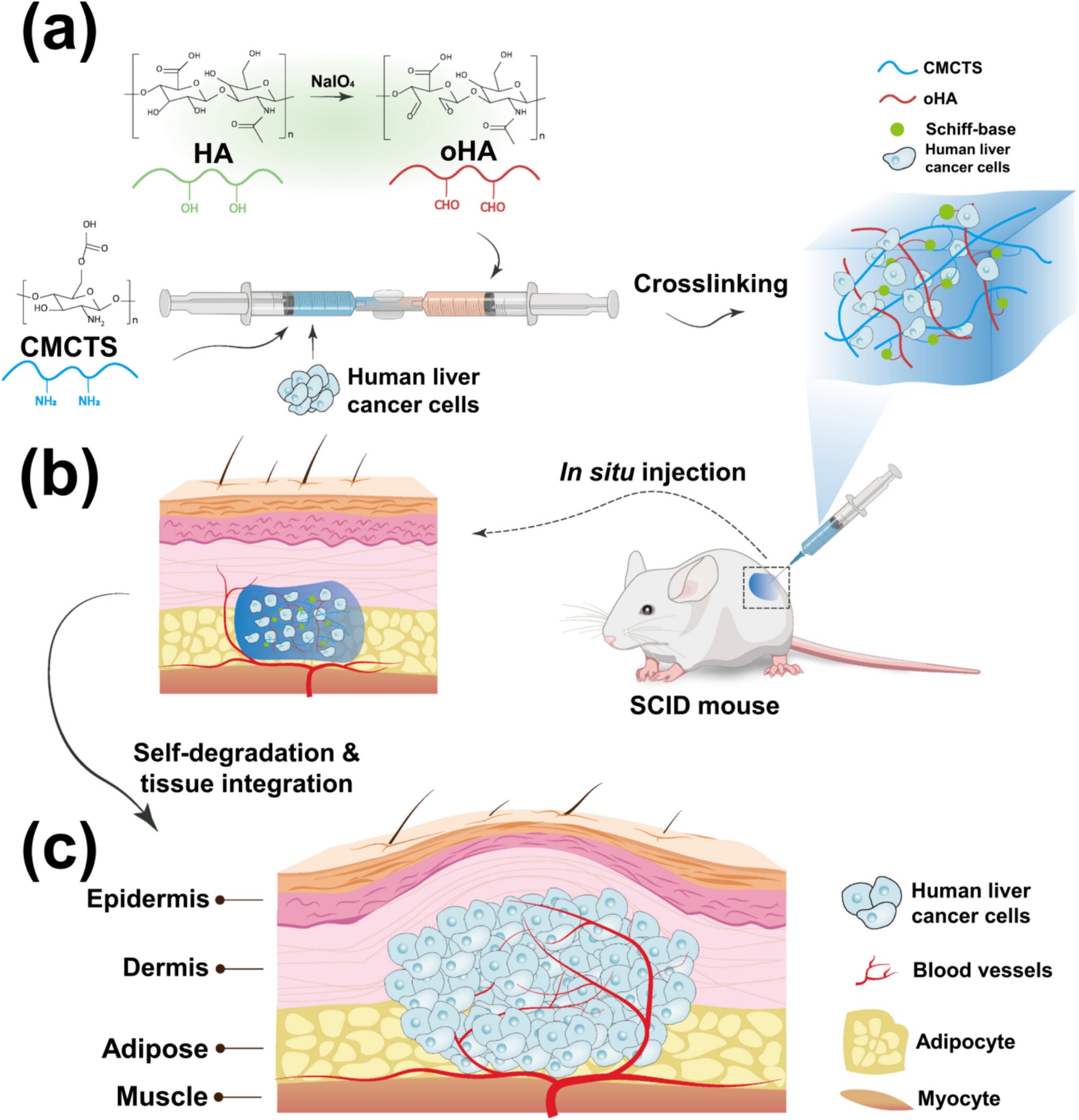 Pesquisadores desenvolvem modelo inovador de tumor vascularizado para avançar na imunoterapia contra o câncer